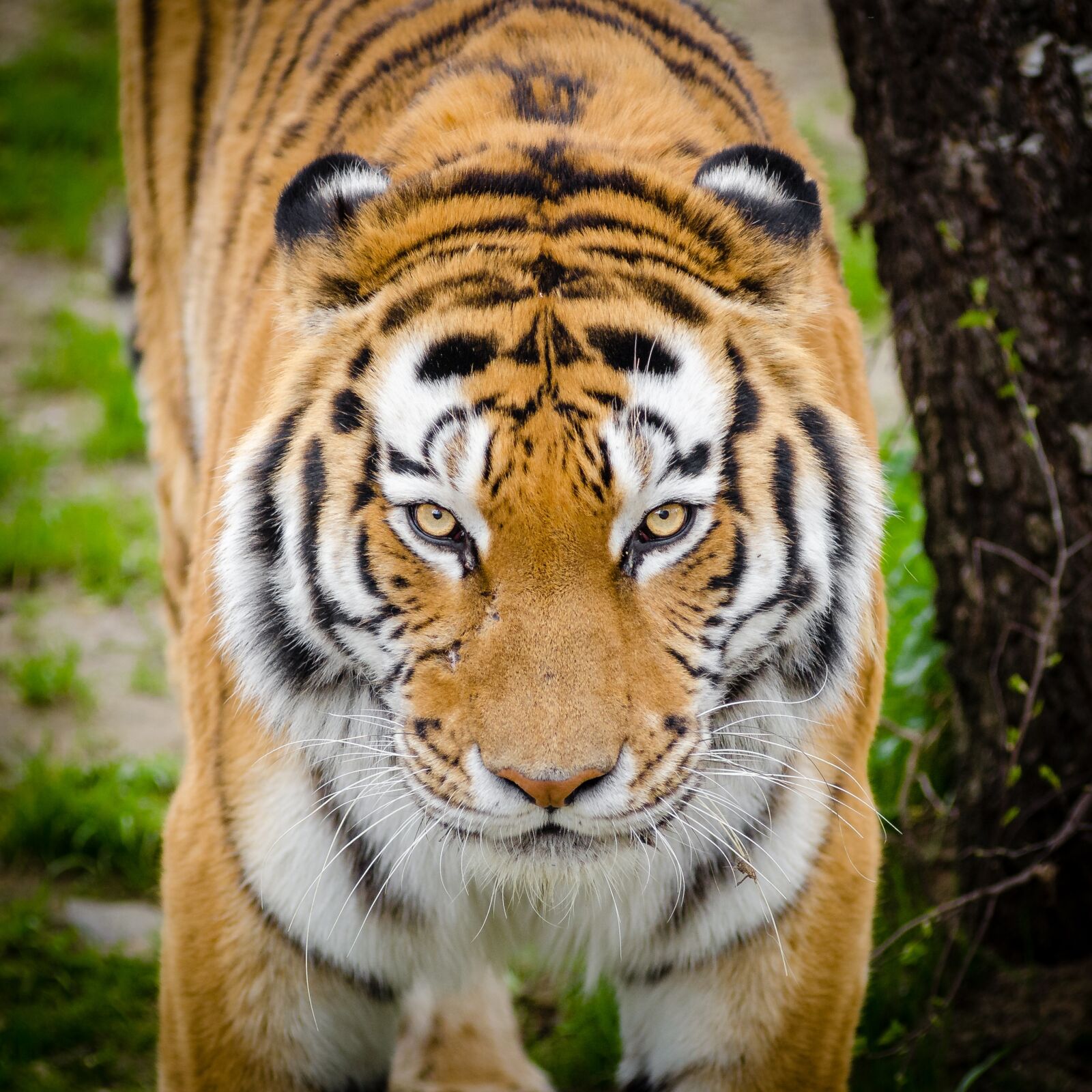 Nikon D7000 sample photo. Animal, bark, big cat photography
