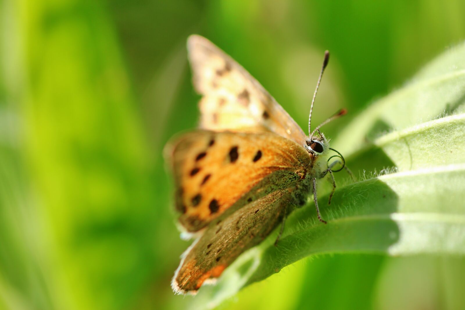 Tamron SP 90mm F2.8 Di VC USD 1:1 Macro sample photo. Small fire falter, butterfly photography