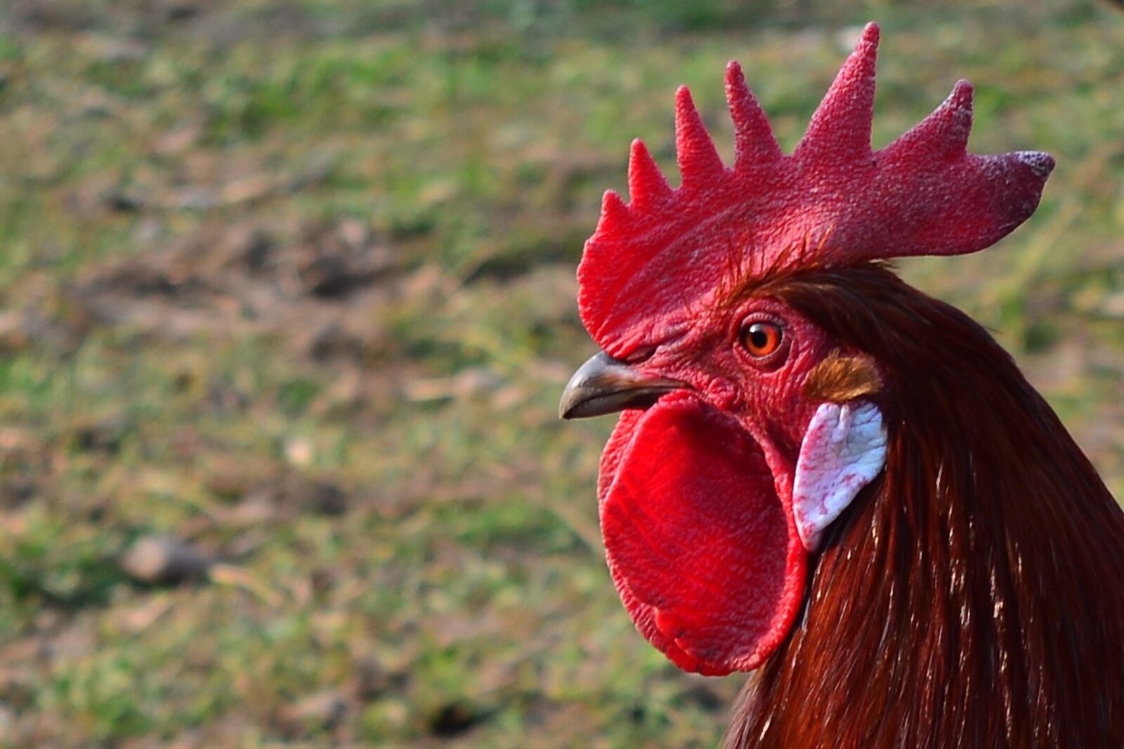 Nikon D5200 sample photo. Bird, hahn, poultry photography