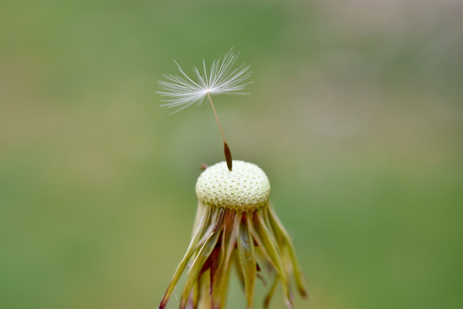 Nikon D5600 sample photo. Dandelion, white, only photography