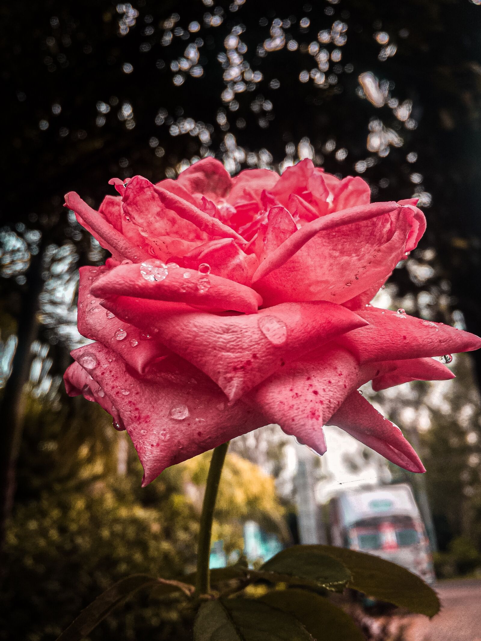 iPhone 5s back camera 4.15mm f/2.2 sample photo. Rise, flower, nature beauty photography
