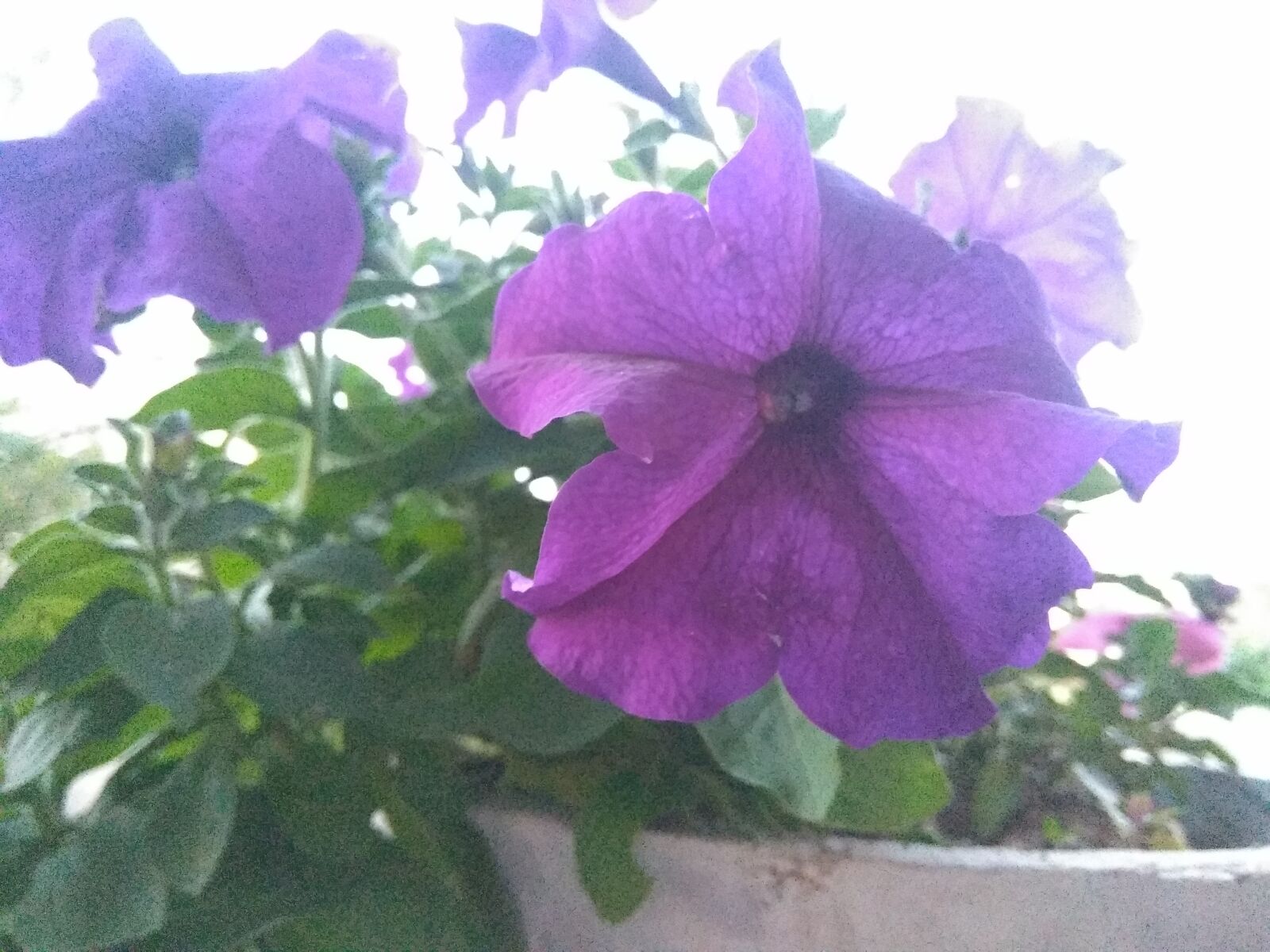 Xiaomi Redmi Note 4 sample photo. Purple flower, nature, morning photography