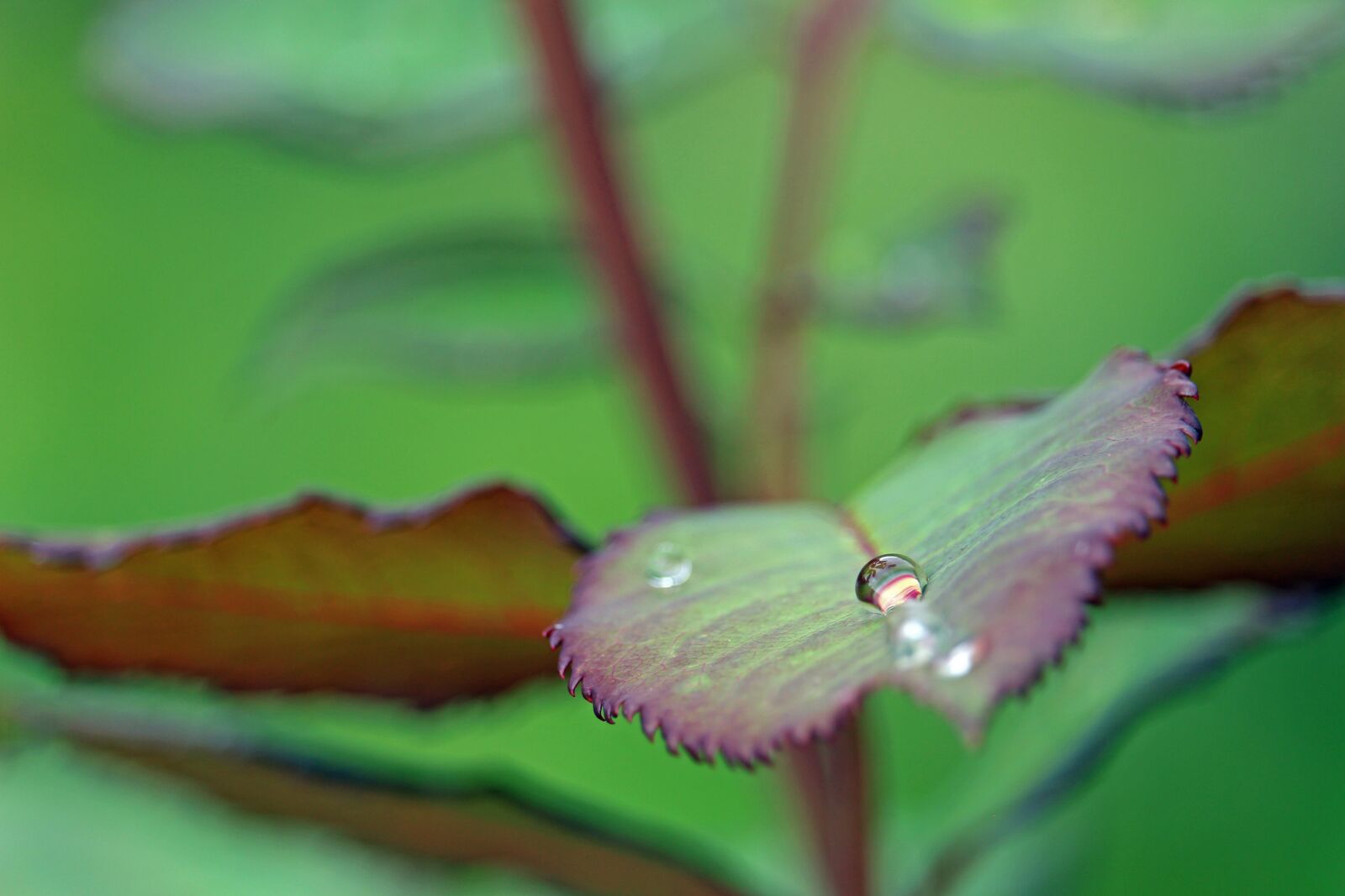 Canon EF-S 55-250mm F4-5.6 IS STM sample photo. Raindrop, after the rain photography