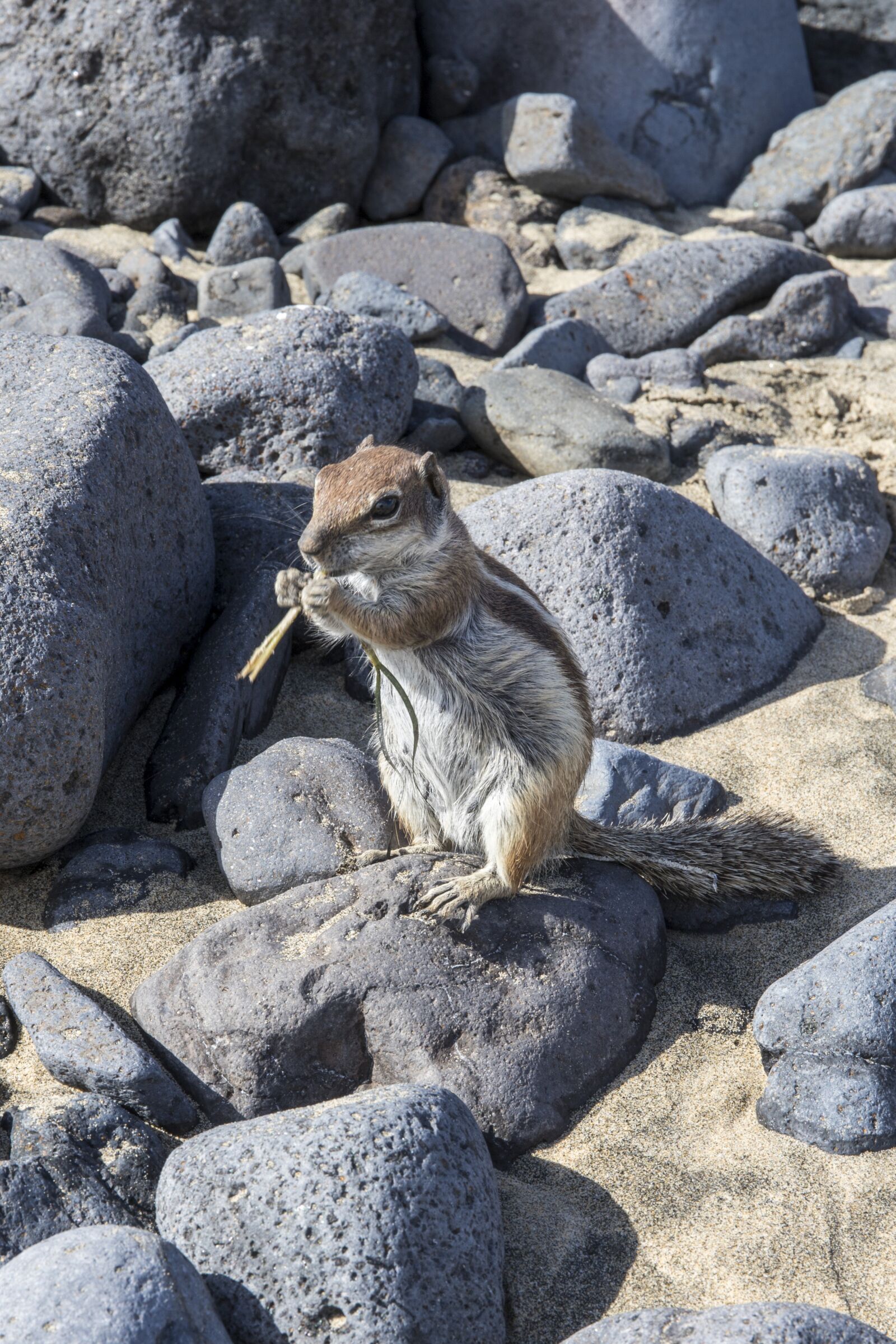 Canon EOS 6D Mark II sample photo. Chipmunk, stones, rodent photography
