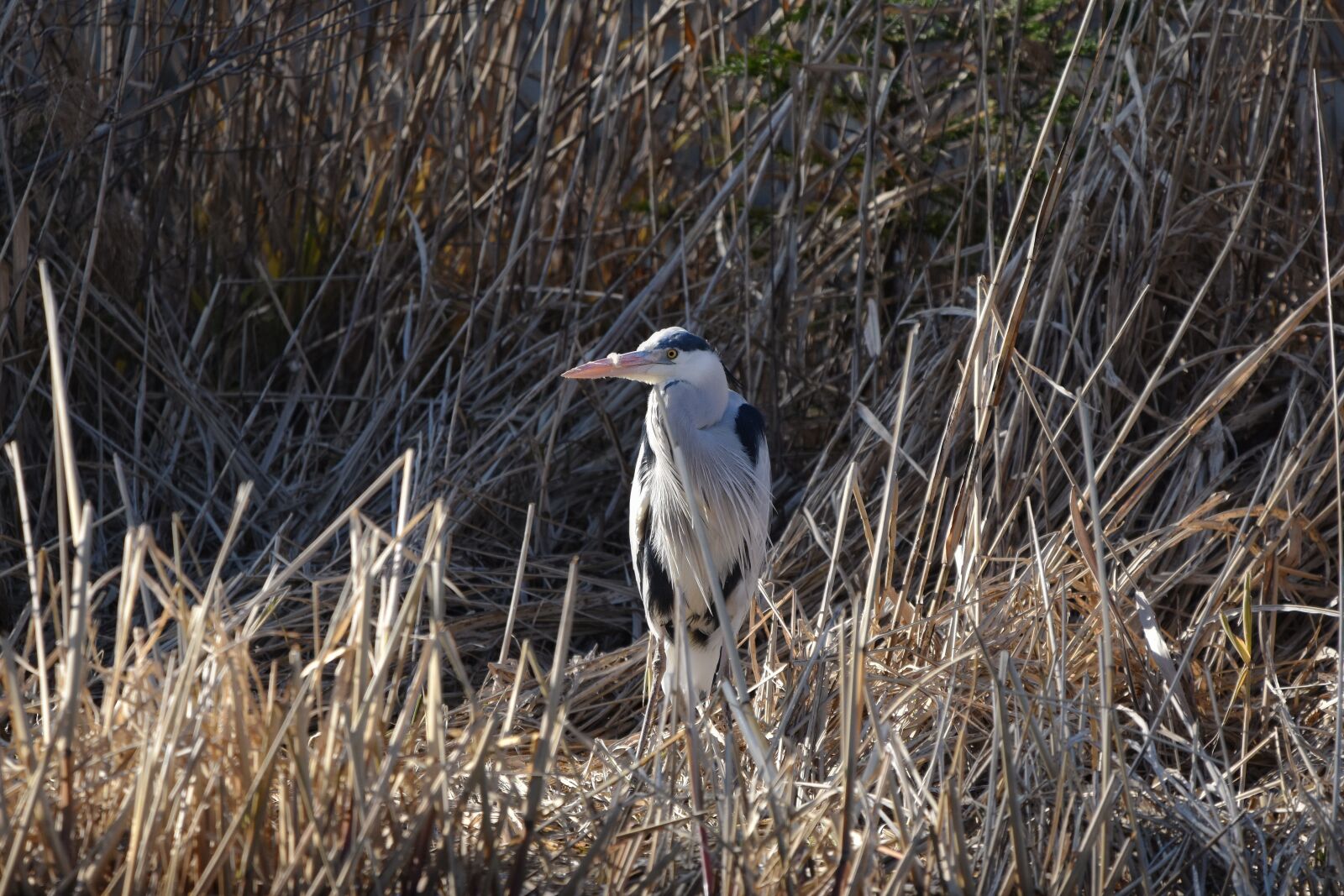 Nikon D7200 sample photo. Animal, pond, waterweed photography