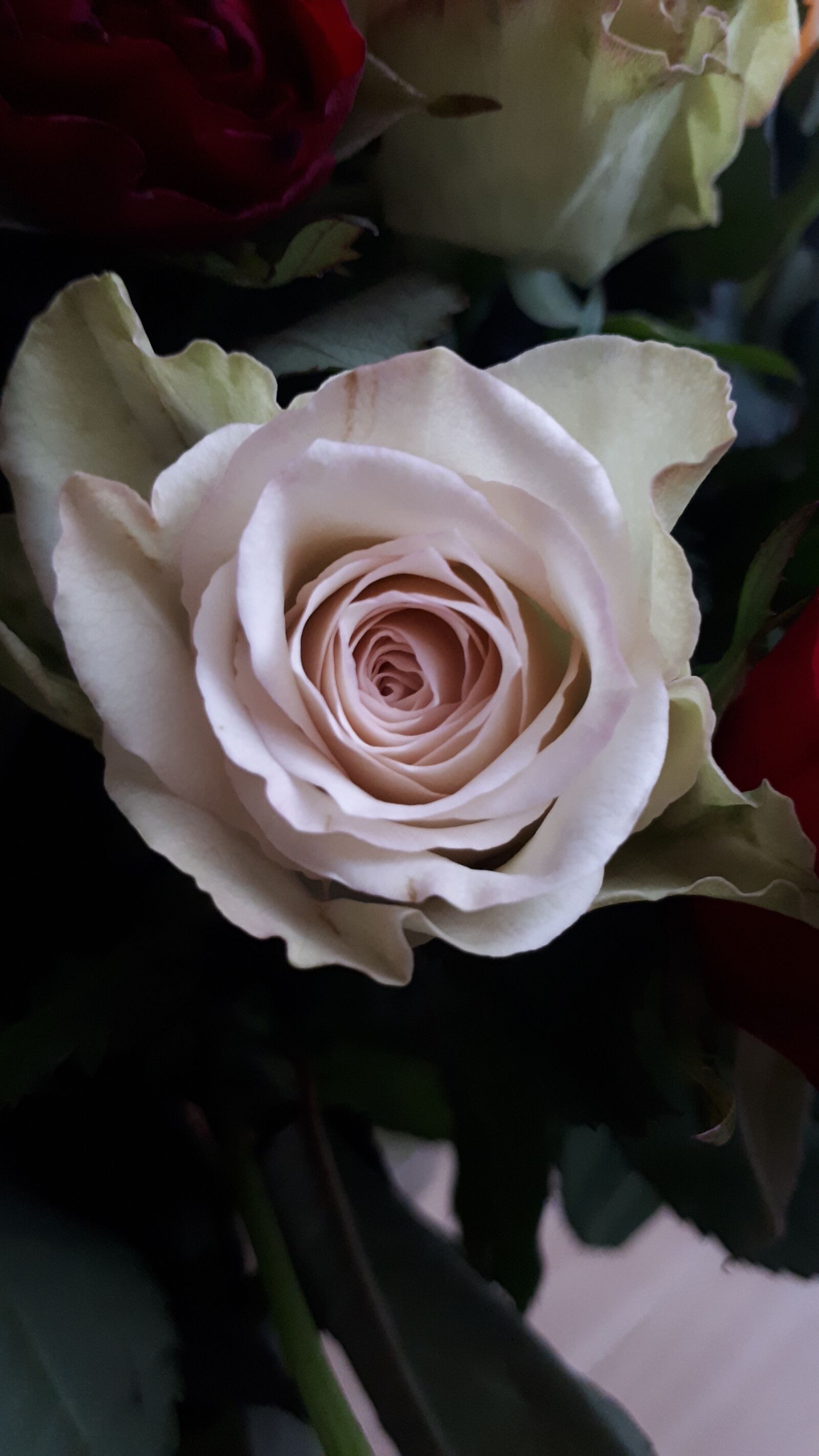 Samsung Galaxy A5(2017) sample photo. Rose, pink, leaves photography