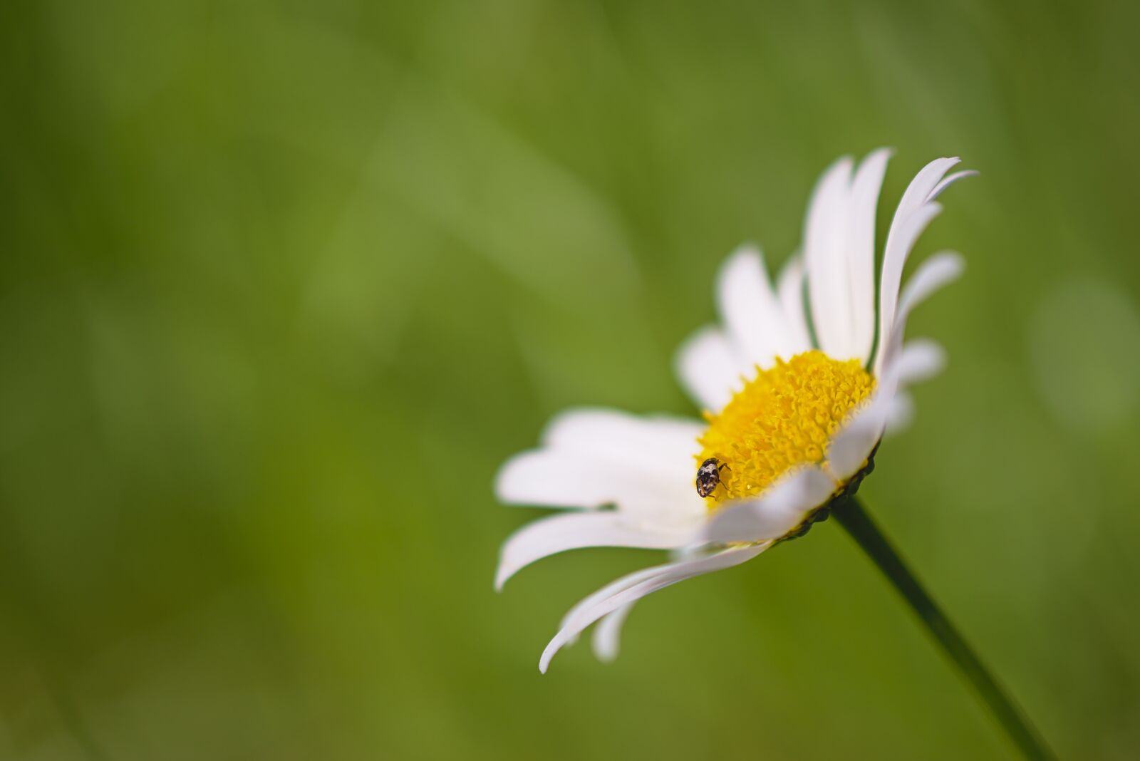 Nikon D5600 sample photo. Beetle, insect, tiny photography