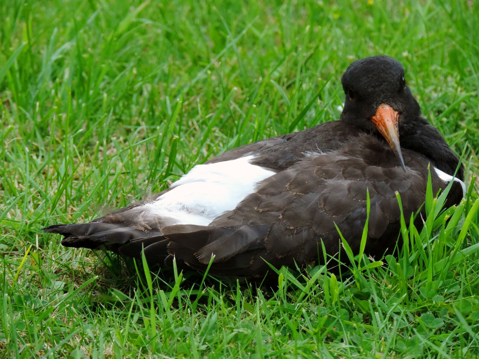 Nikon Coolpix P520 sample photo. Oystercatcher, watt bird, wadden photography
