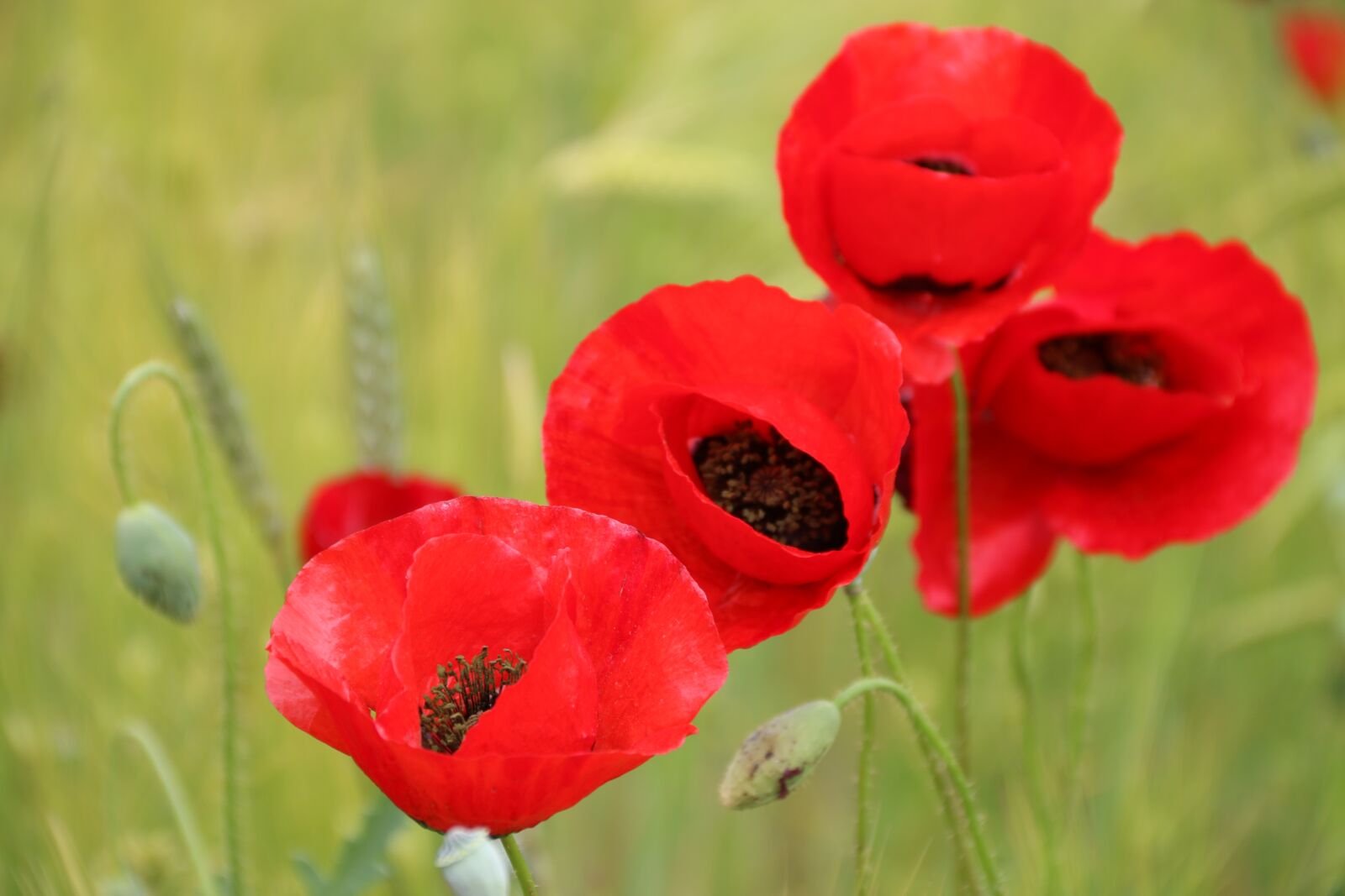 Canon EF-S 18-135mm F3.5-5.6 IS sample photo. Papaver rhoeas, flower, plant photography