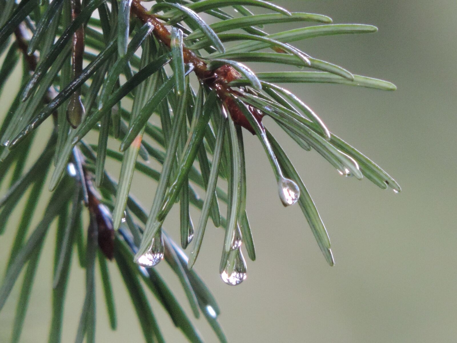 Nikon Coolpix P520 sample photo. Pine needle, rain, raindrop photography