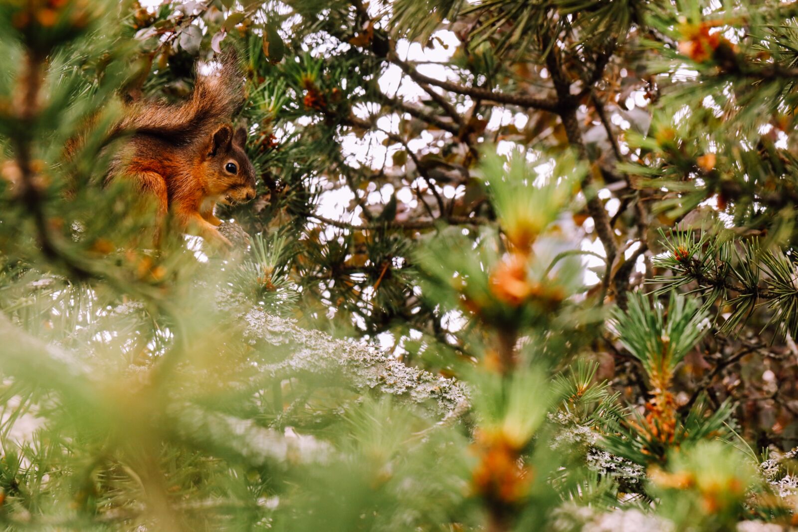 Canon EOS R sample photo. Squirrel, animal, tree photography