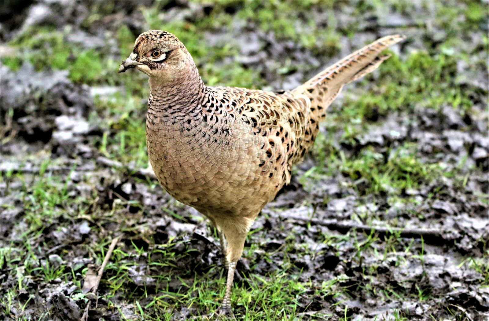 150-600mm F5-6.3 DG OS HSM | Contemporary 015 sample photo. Pheasant, bird, nature photography