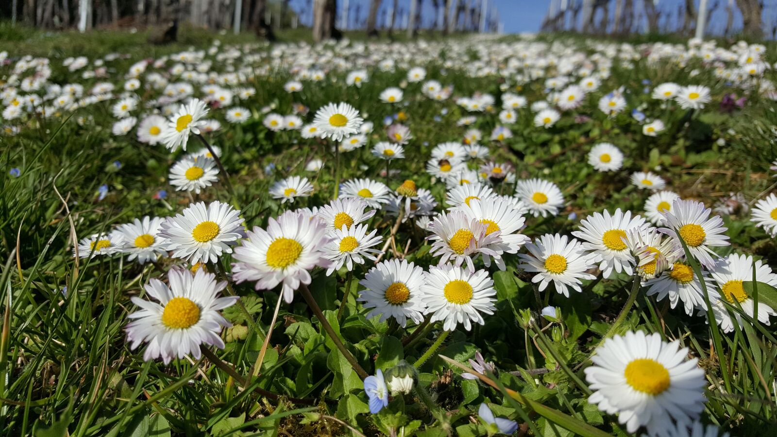 Samsung Galaxy S6 sample photo. Daisy, meadow, close up photography