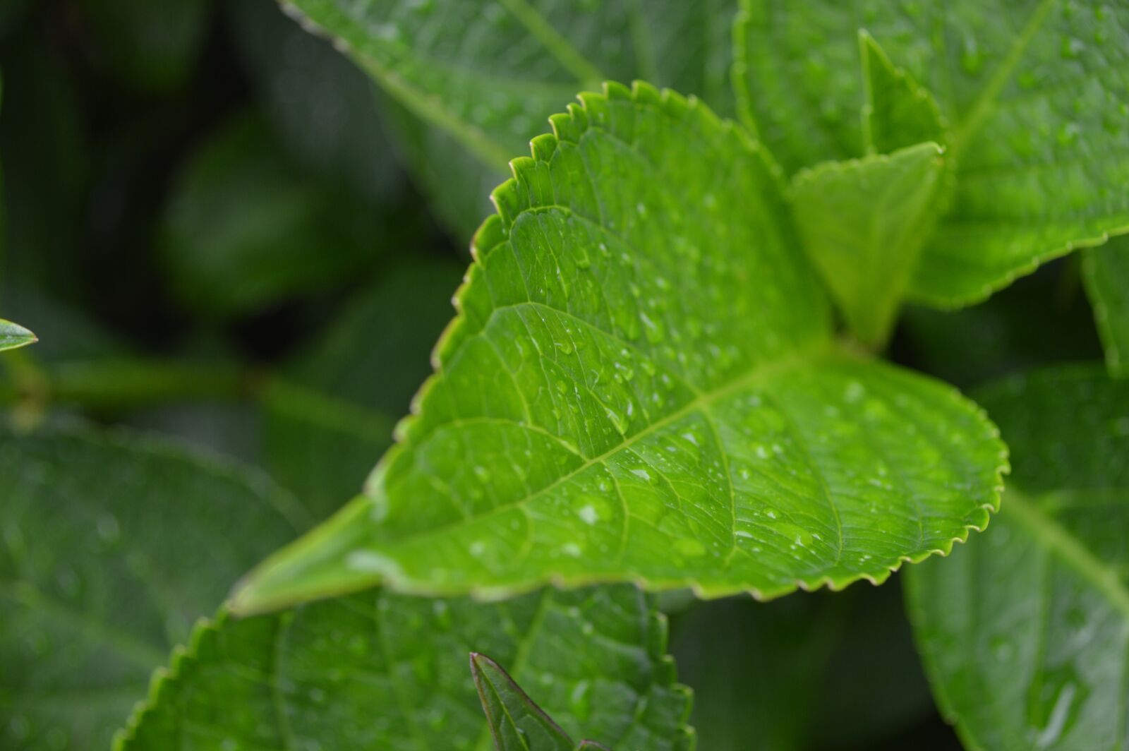 Nikon D3200 sample photo. Close, up, of, fresh photography