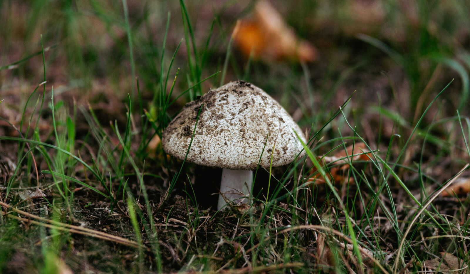 Nikon D610 sample photo. Földközel photography