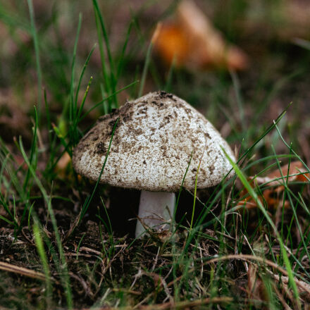 Nikon D610 & タムロン70-200 F2.8. Nikon D610 with Sigma OS 70-200mm f2 8 review by GRVO TV