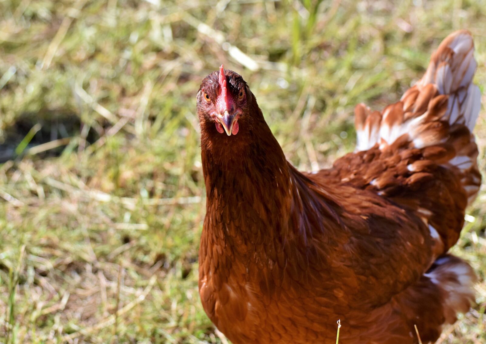 Nikon D7200 sample photo. Chicken, hen, bird photography