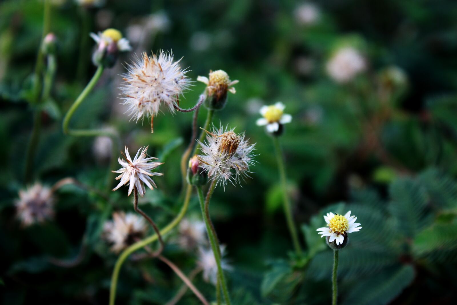 Canon EOS 450D (EOS Rebel XSi / EOS Kiss X2) sample photo. ดอกไม้, สีเขียว, ทุ่งดอกหญ้า photography