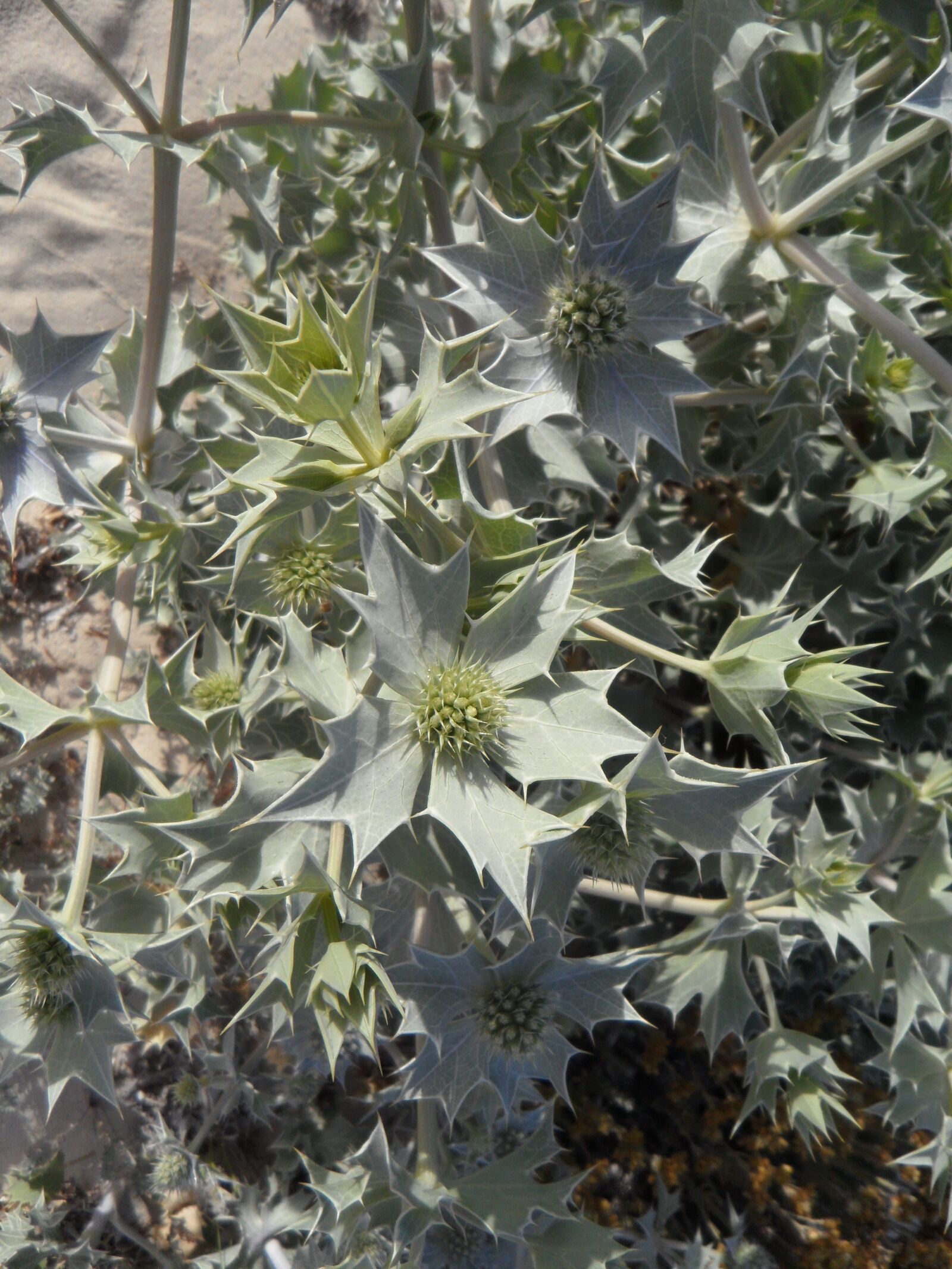 Samsung VLUU WB210, SAMSUNG WB210 sample photo. Holly, dune flora, flora photography