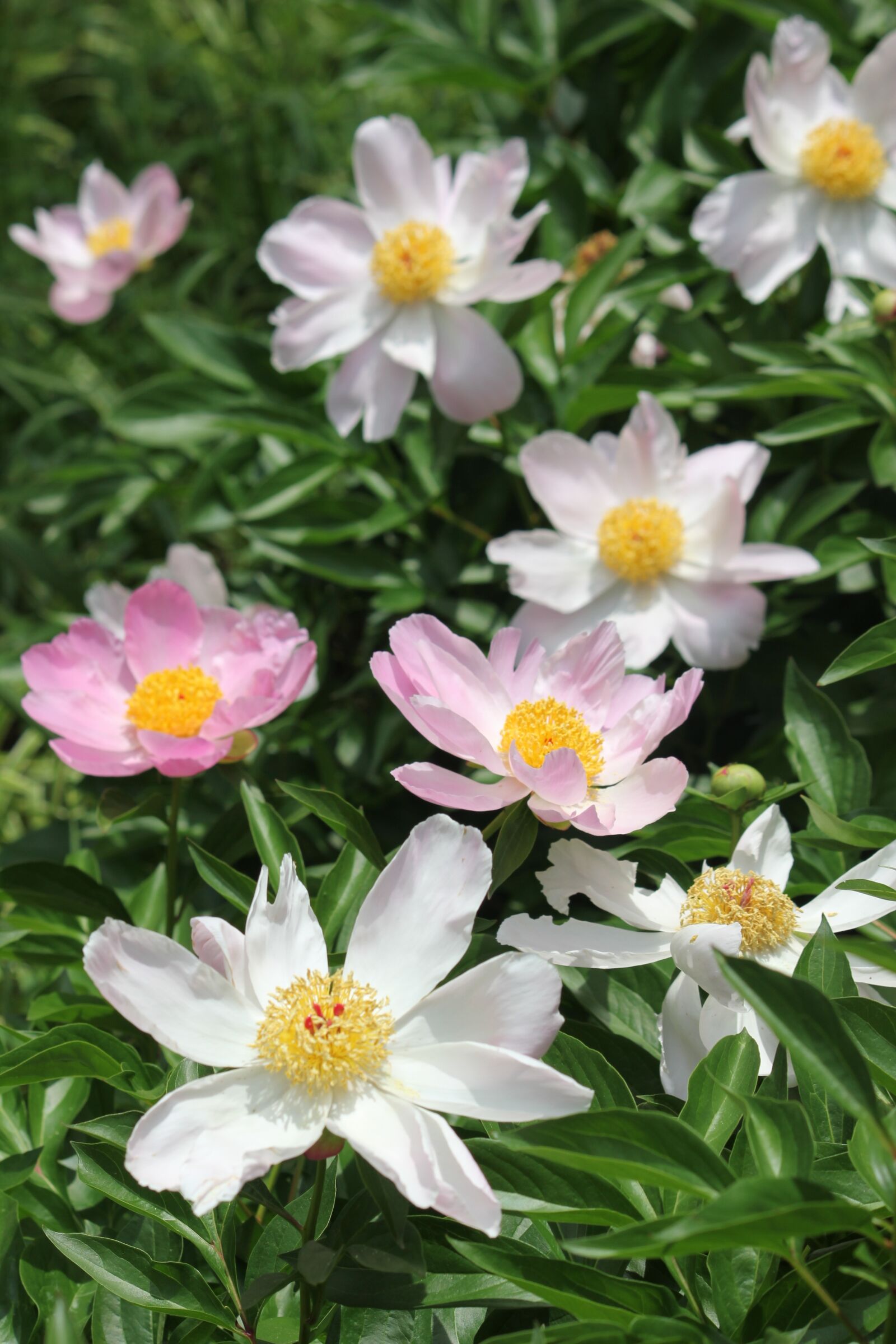 Canon EOS 550D (EOS Rebel T2i / EOS Kiss X4) sample photo. Blooms, flowers, nature photography
