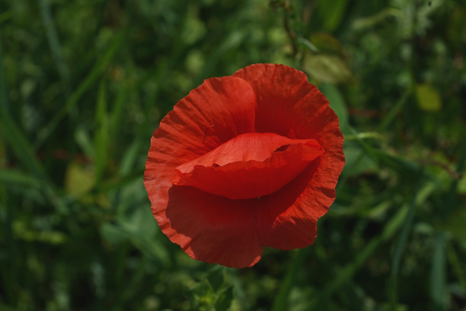 Sony a7 II + Sony FE 90mm F2.8 Macro G OSS sample photo. Poppy, flower, red poppy photography