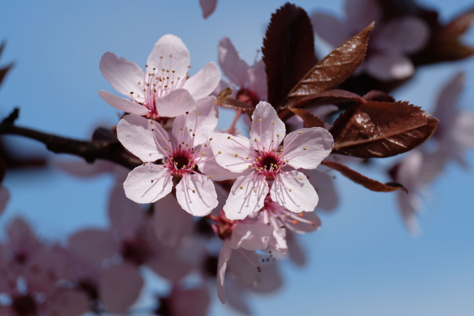 Fujifilm XF 55-200mm F3.5-4.8 R LM OIS sample photo. Flower, apple, spring photography