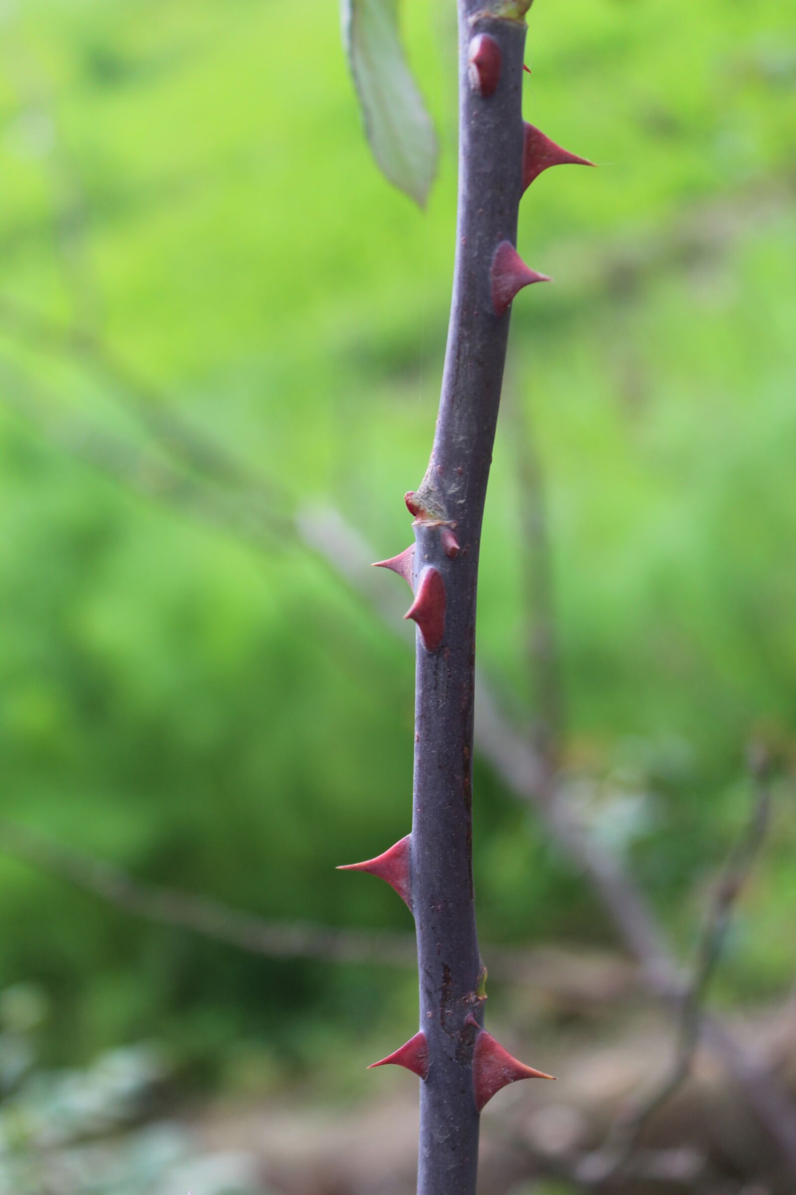 Canon EOS 1300D (EOS Rebel T6 / EOS Kiss X80) sample photo. Thorns, pink, rose photography