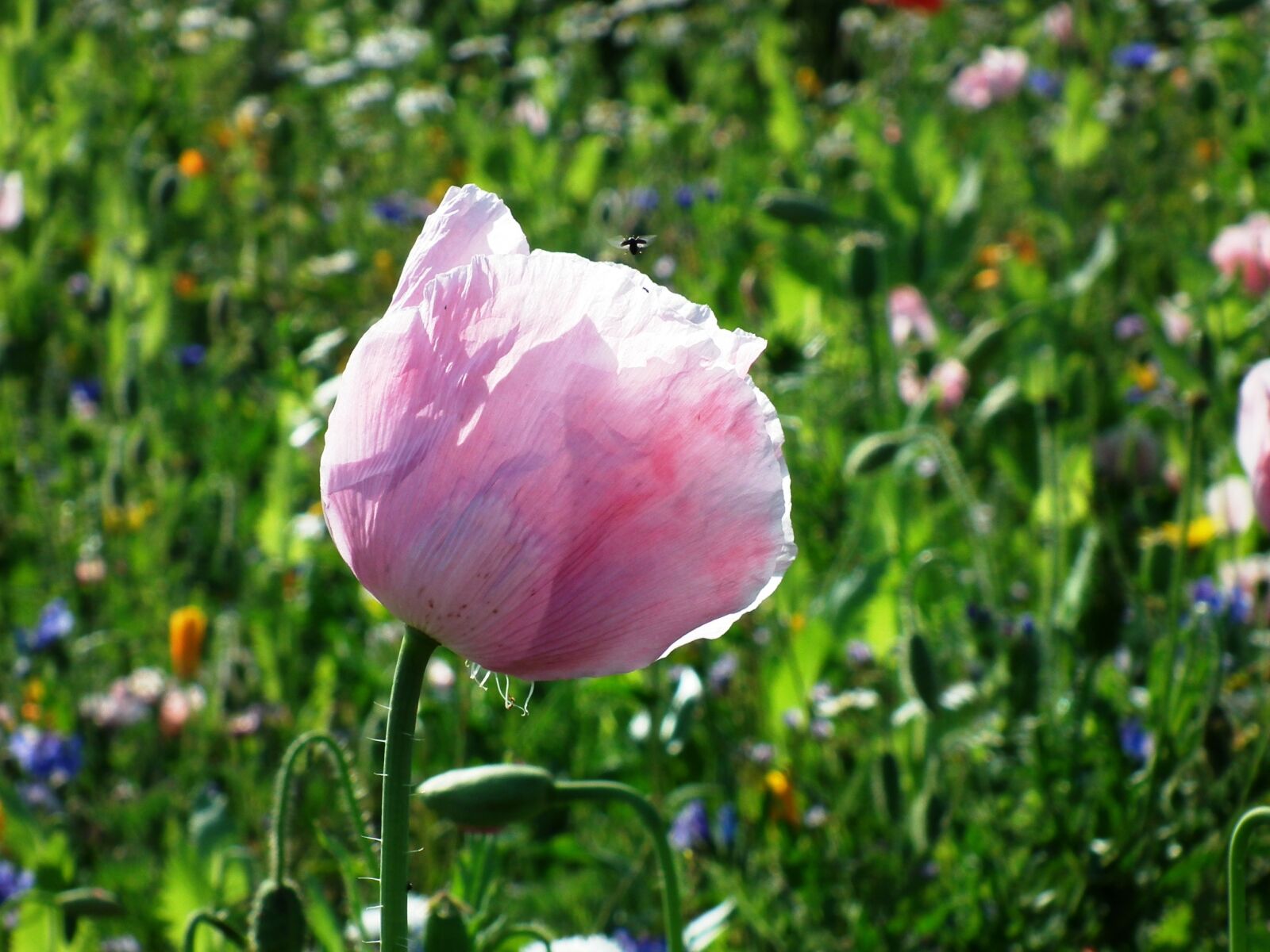 FujiFilm FinePix HS10 (FinePix HS11) sample photo. Flower meadow, poppy, flowers photography
