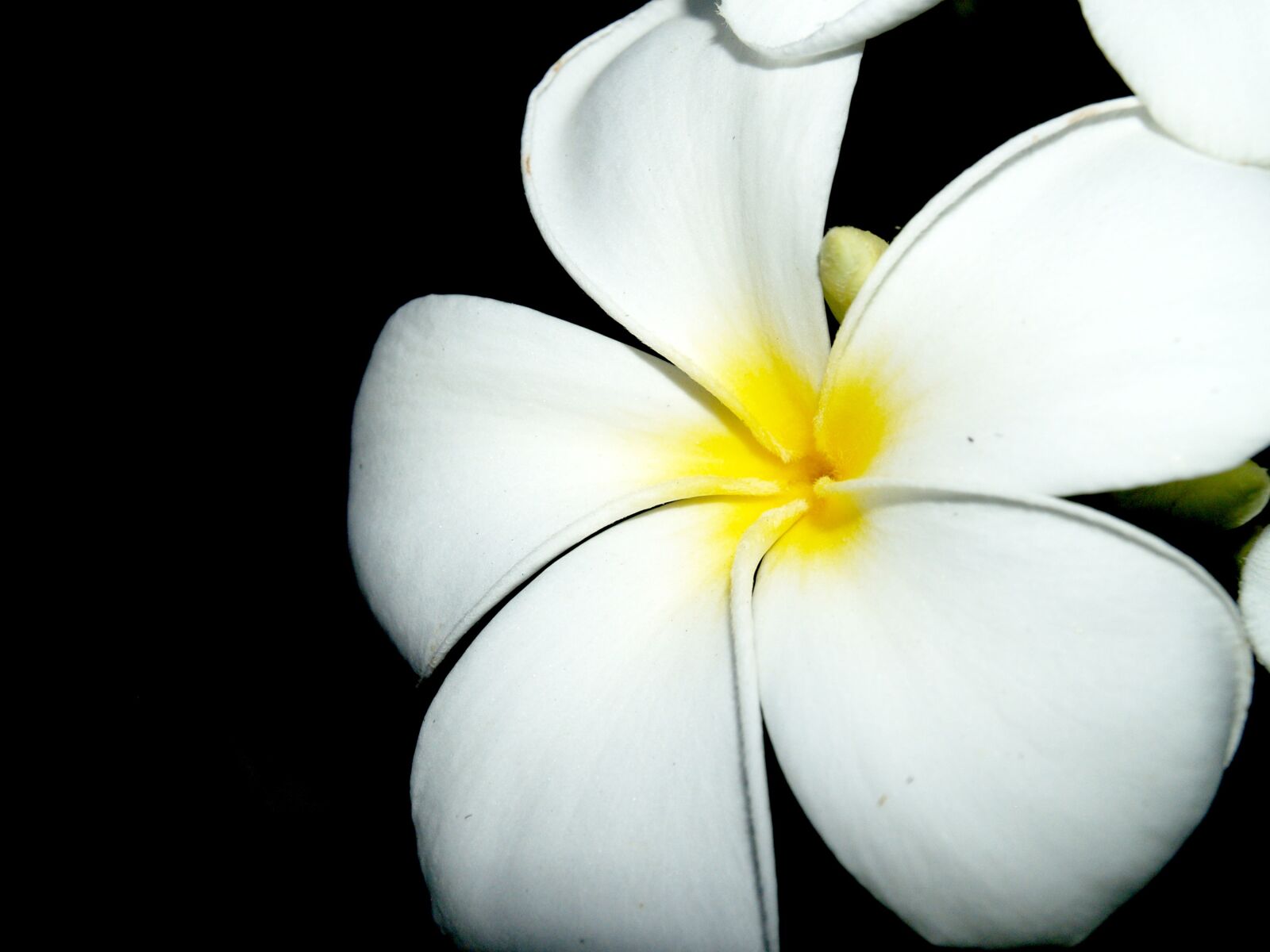 Olympus E-300 (EVOLT E-300) sample photo. Plumeria, closeup, tree photography