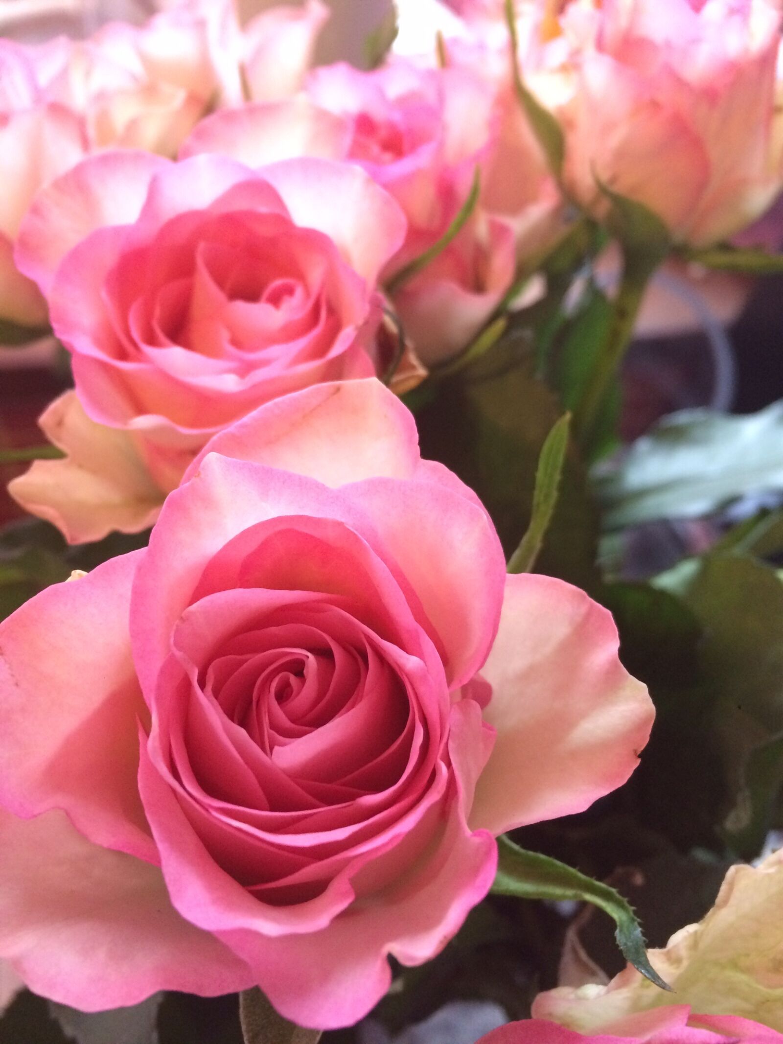 iPhone 5s back camera 4.12mm f/2.2 sample photo. Roses, pink, fl photography