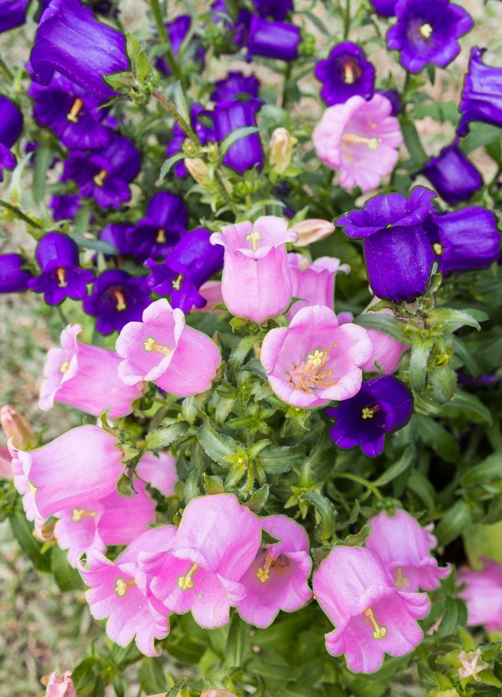 Canon EF 24-70mm F2.8L II USM sample photo. Taiwan, hsinchu jianshi, lavender photography