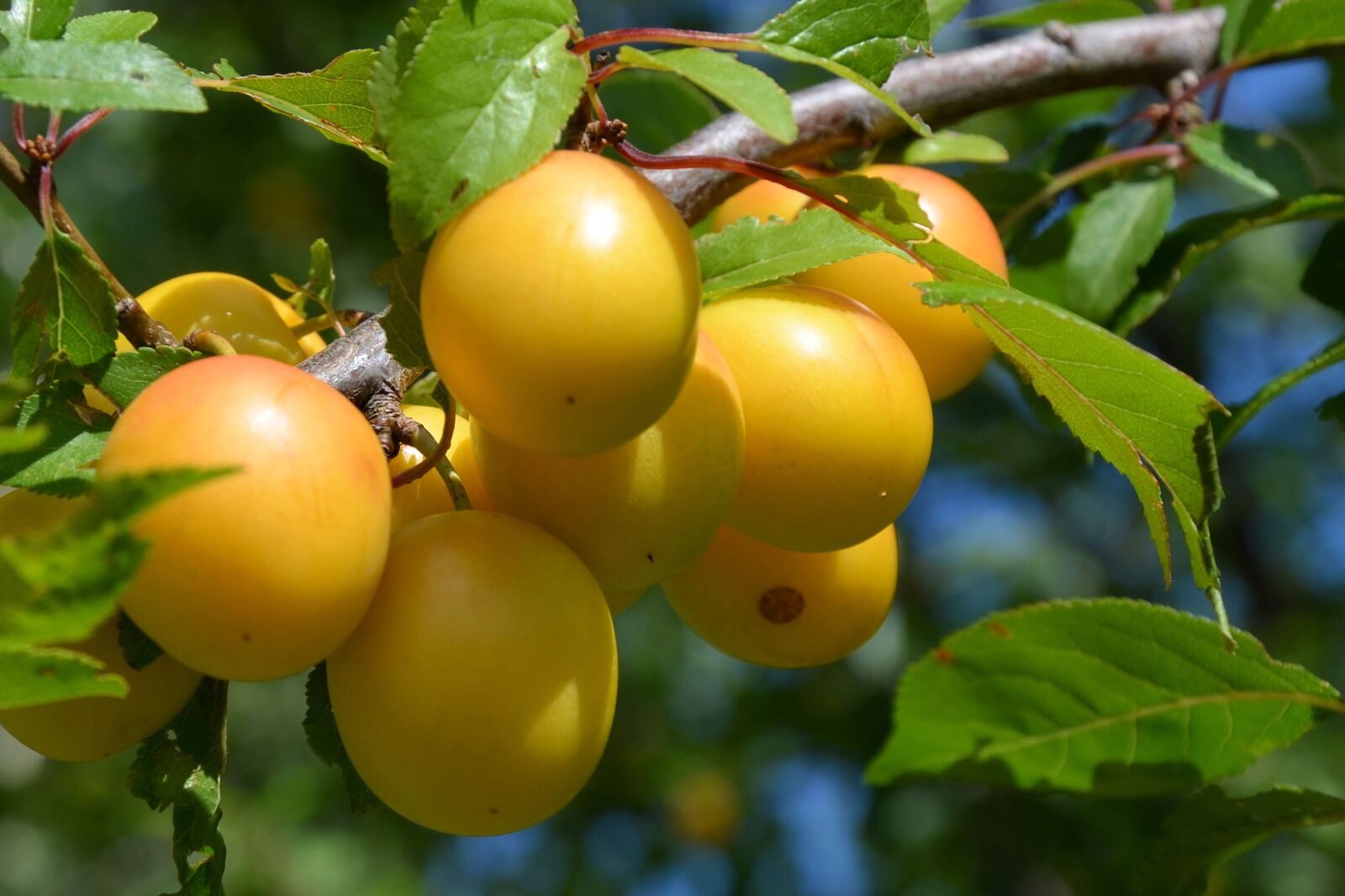 Nikon D5100 sample photo. Yellow plums, fruit, fruits photography