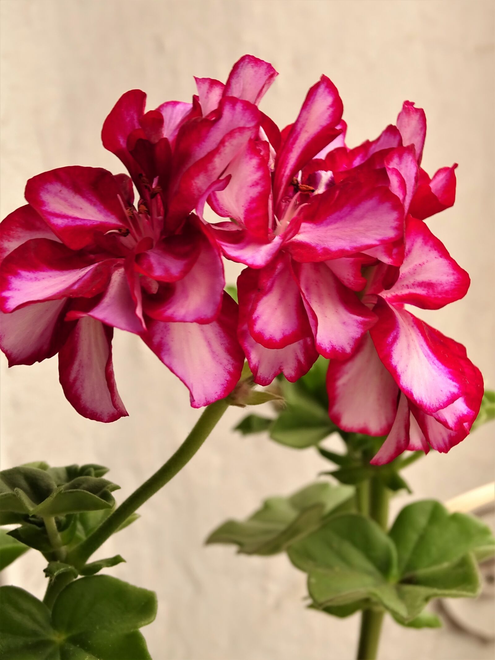 Sony Cyber-shot DSC-HX400V sample photo. Flower, flowers, plants photography