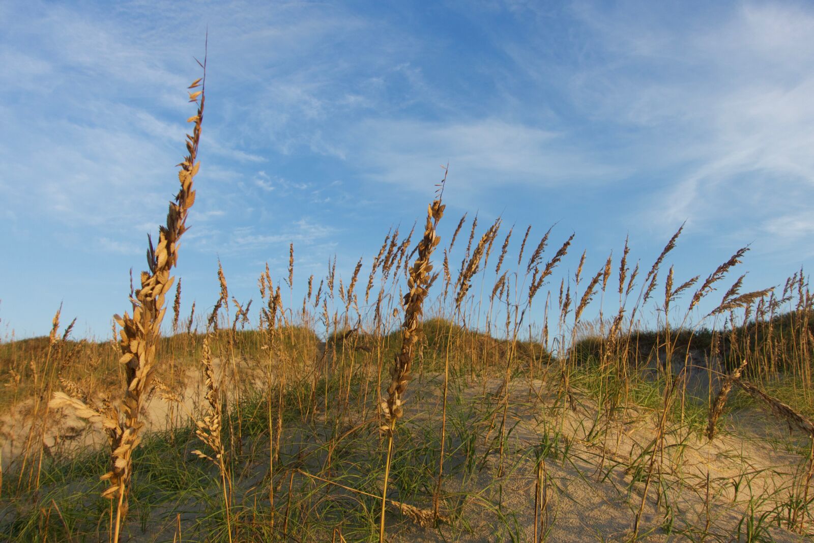 Sony Cyber-shot DSC-RX100 III sample photo. Beach, dunes, nature, plants photography