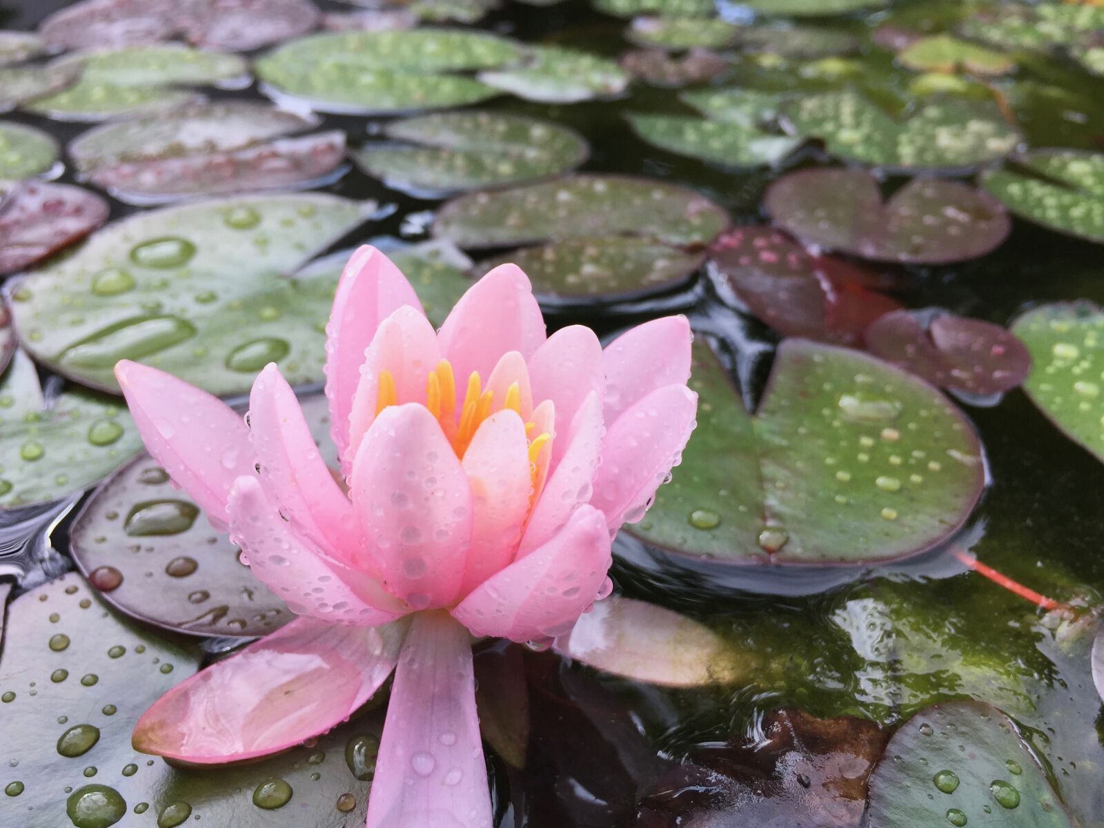 Apple iPhone 6 sample photo. Lake, pond, flower photography