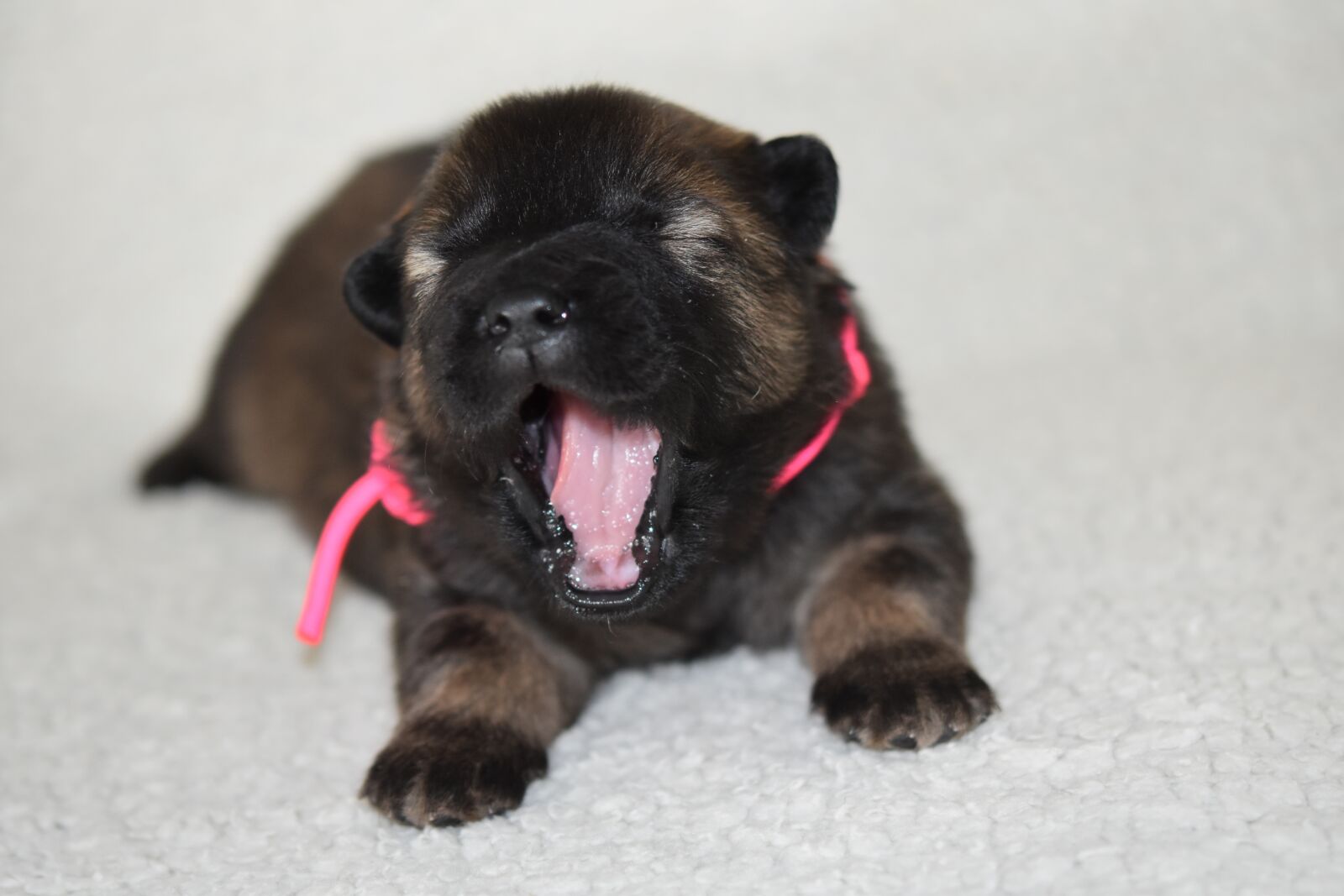 Nikon D5600 sample photo. Dog, puppy, young eurasier photography