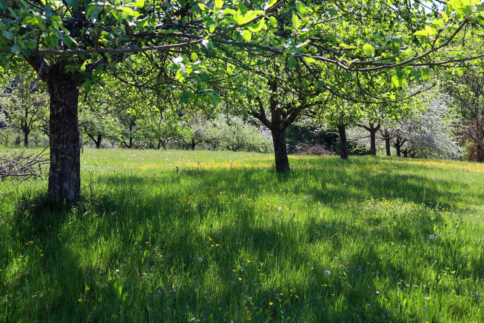 Canon EOS M50 (EOS Kiss M) sample photo. Spring, blossom, bloom photography
