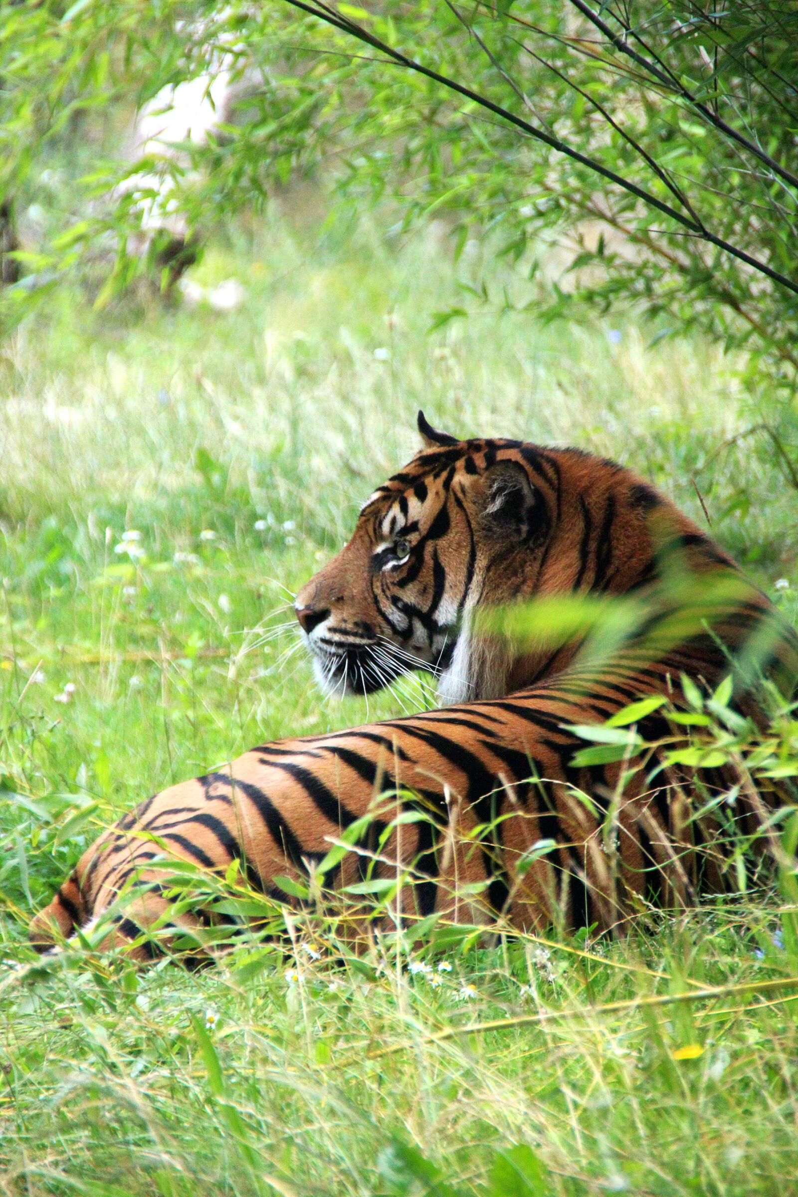 Canon EOS 600D (Rebel EOS T3i / EOS Kiss X5) sample photo. Tiger, wilderness, predator photography
