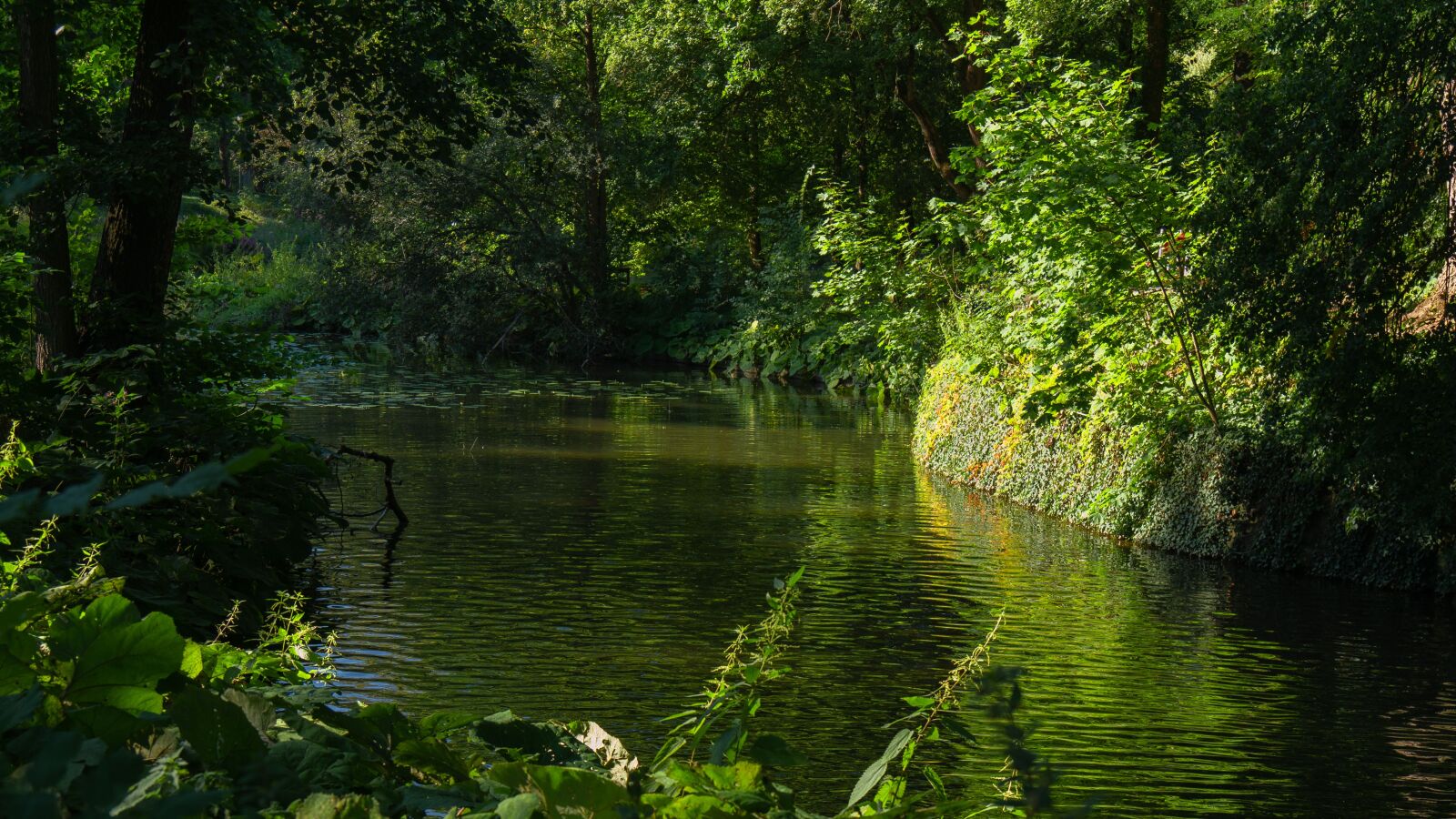 Panasonic DMC-G81 sample photo. Pond, bank, park photography