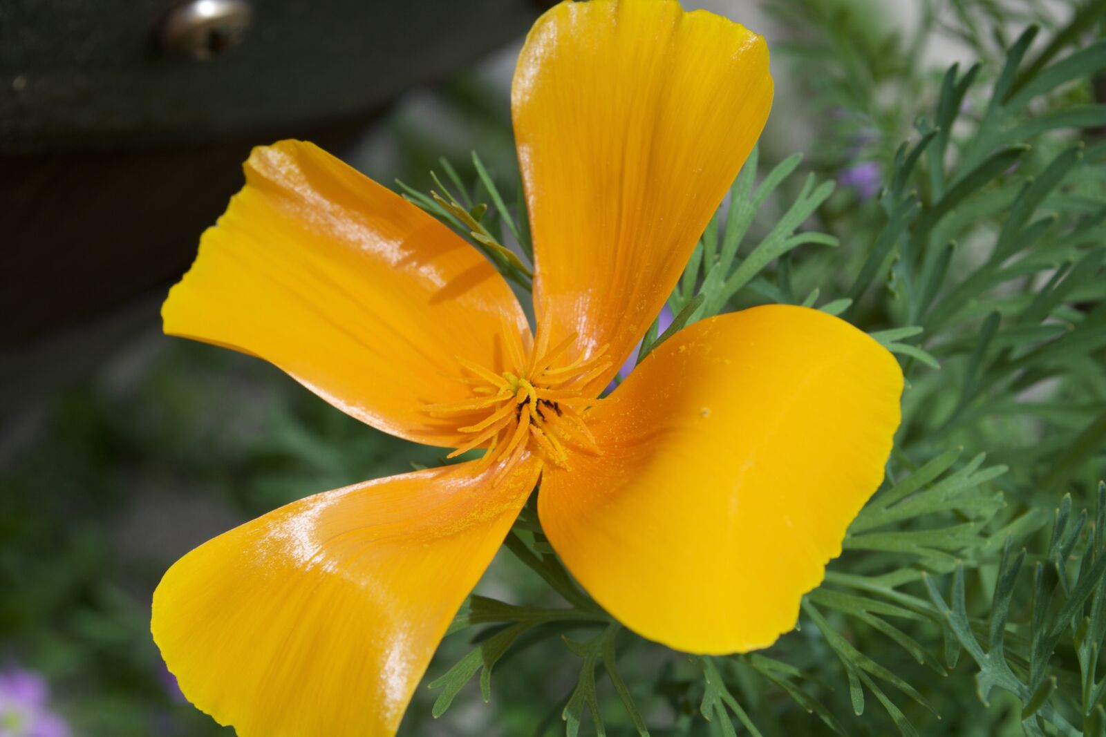 Nikon D5200 sample photo. Flower, yellow, gloss photography