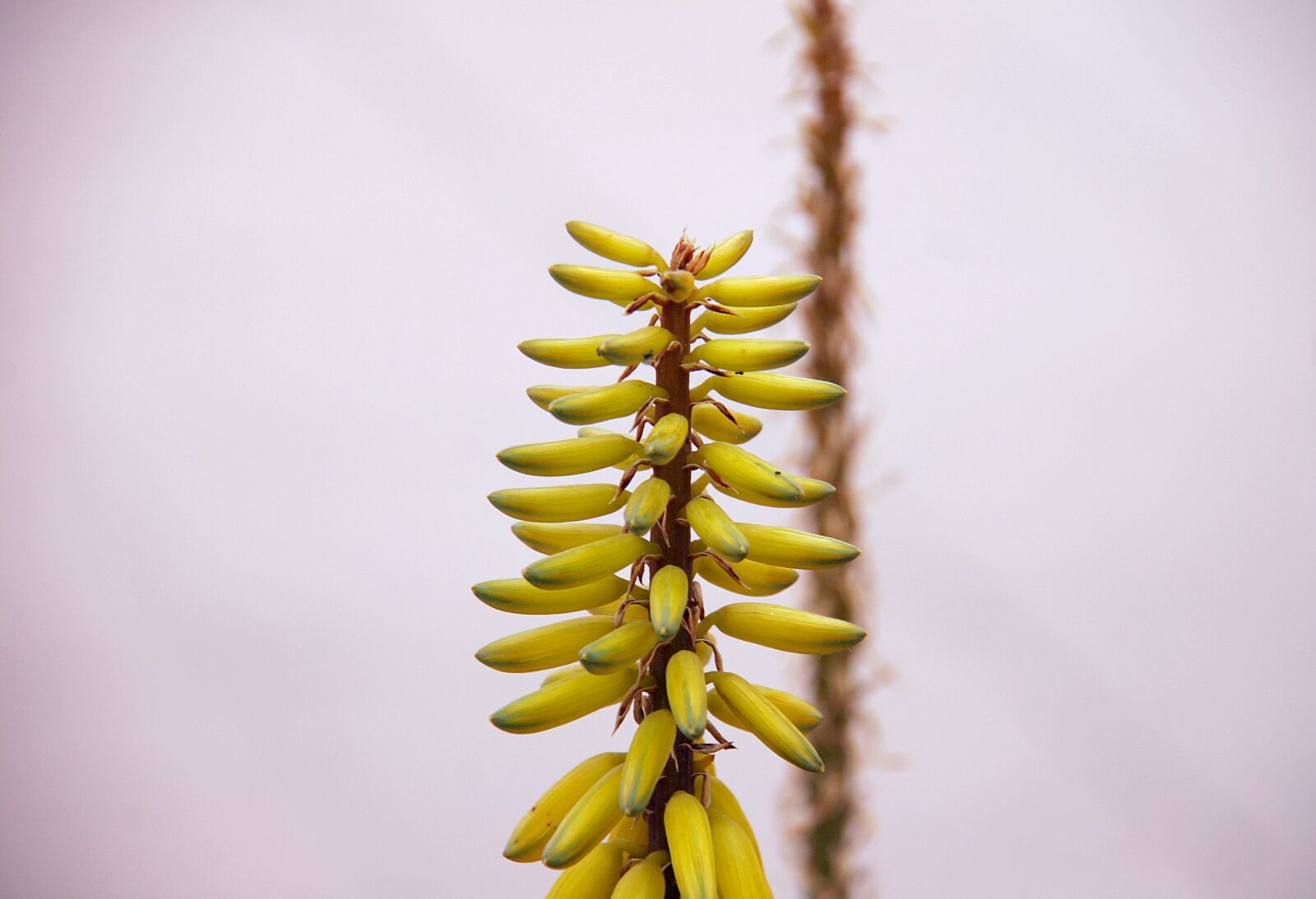 Canon EOS 20D sample photo. Aloe vera, flowers, seed photography