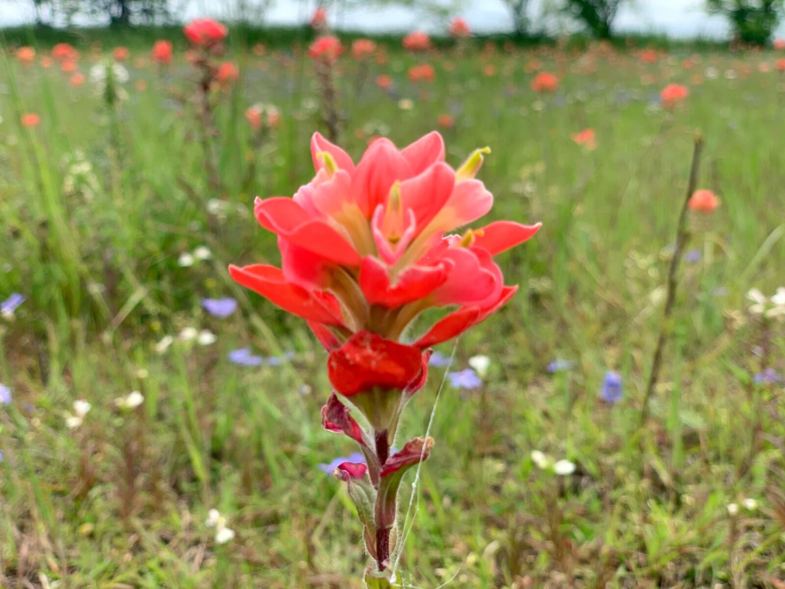 iPhone XS Max back dual camera 6mm f/2.4 sample photo. Flower, nature, spring photography