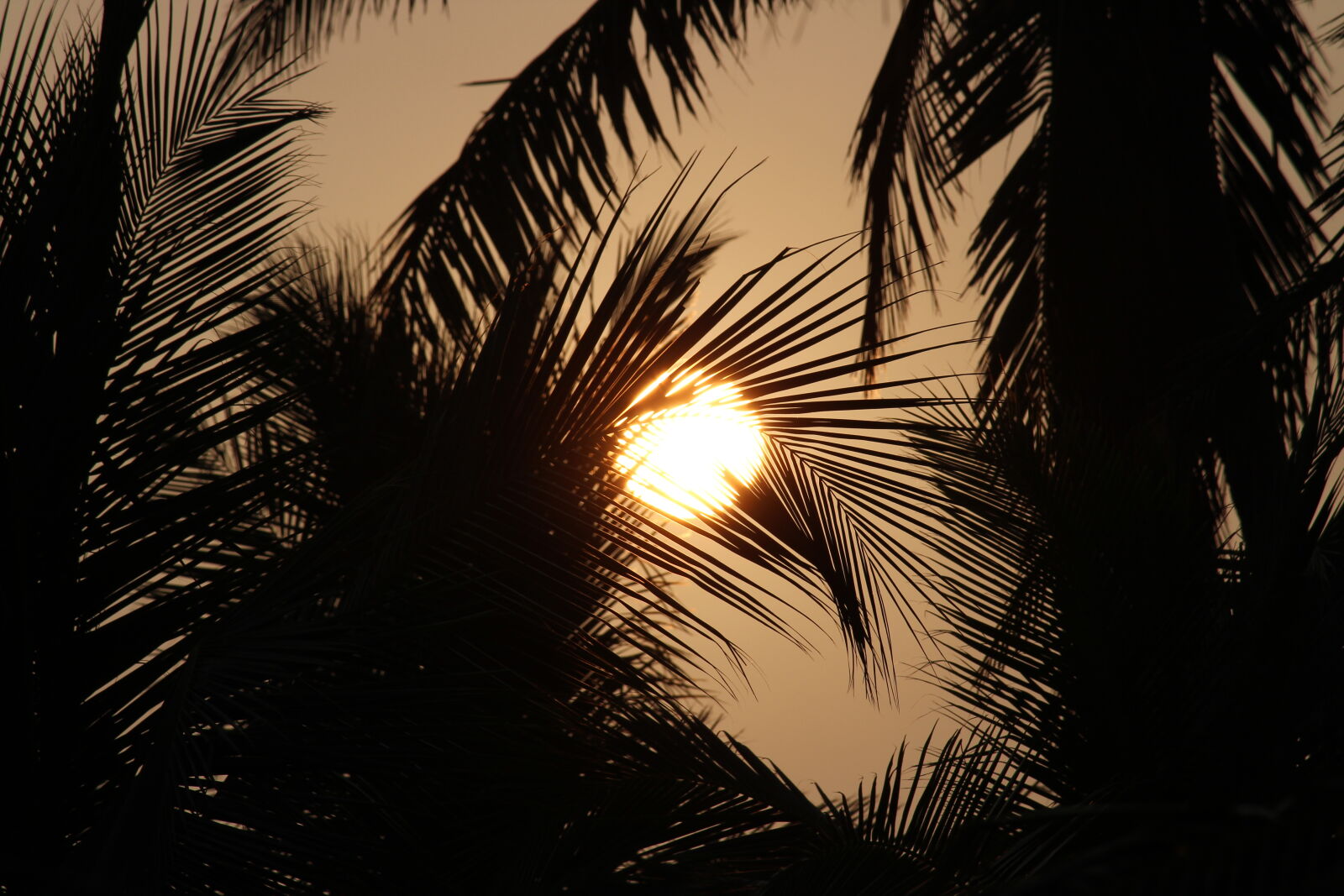Canon EOS 1300D (EOS Rebel T6 / EOS Kiss X80) sample photo. The, evening, sun photography