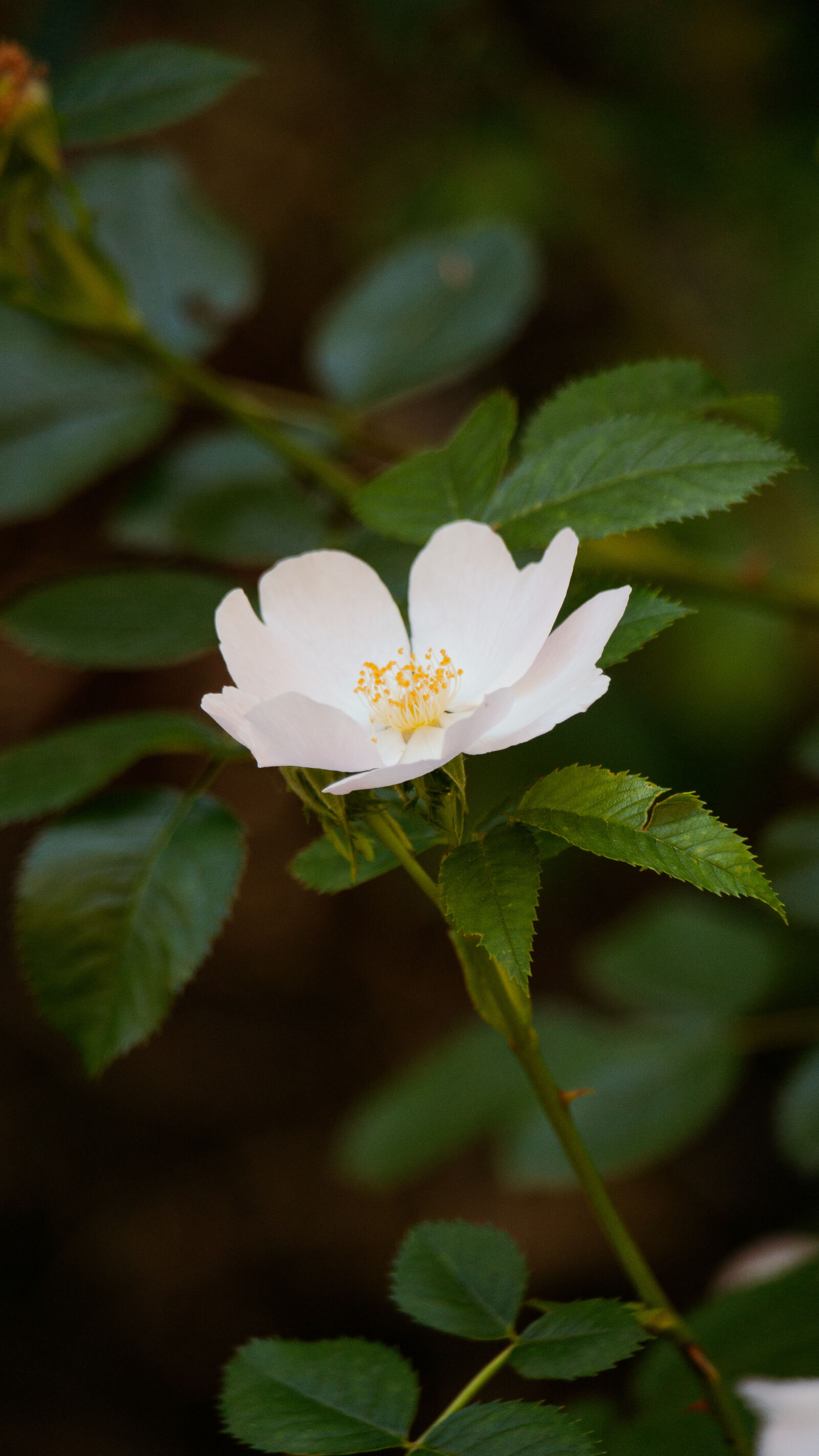 Samsung NX 50-200mm F4-5.6 ED OIS sample photo