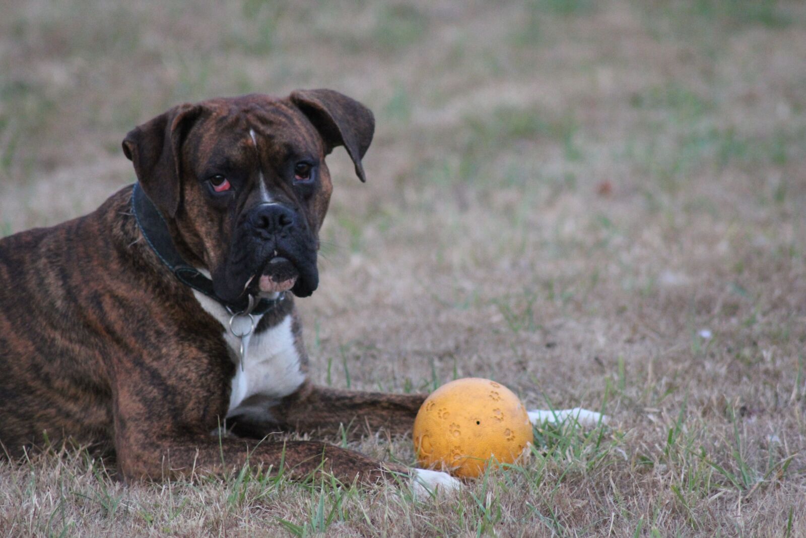 Canon EOS 550D (EOS Rebel T2i / EOS Kiss X4) sample photo. Dog, boxer, pet photography