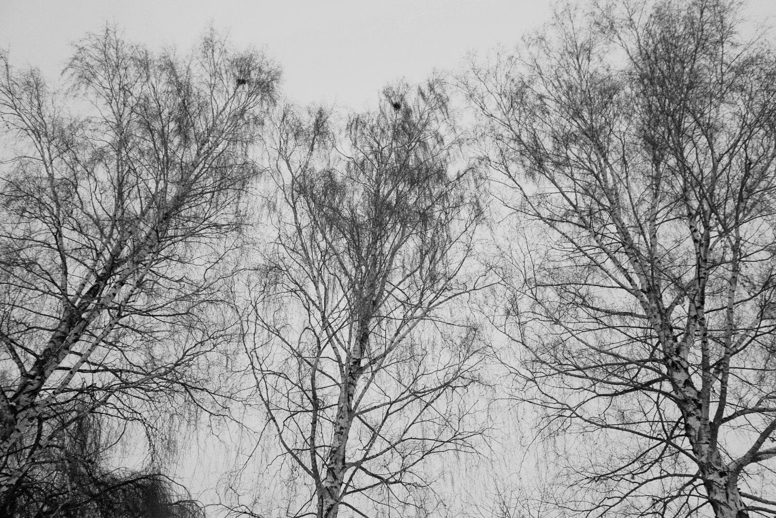 Sony a6000 sample photo. Birch, trees, nature photography