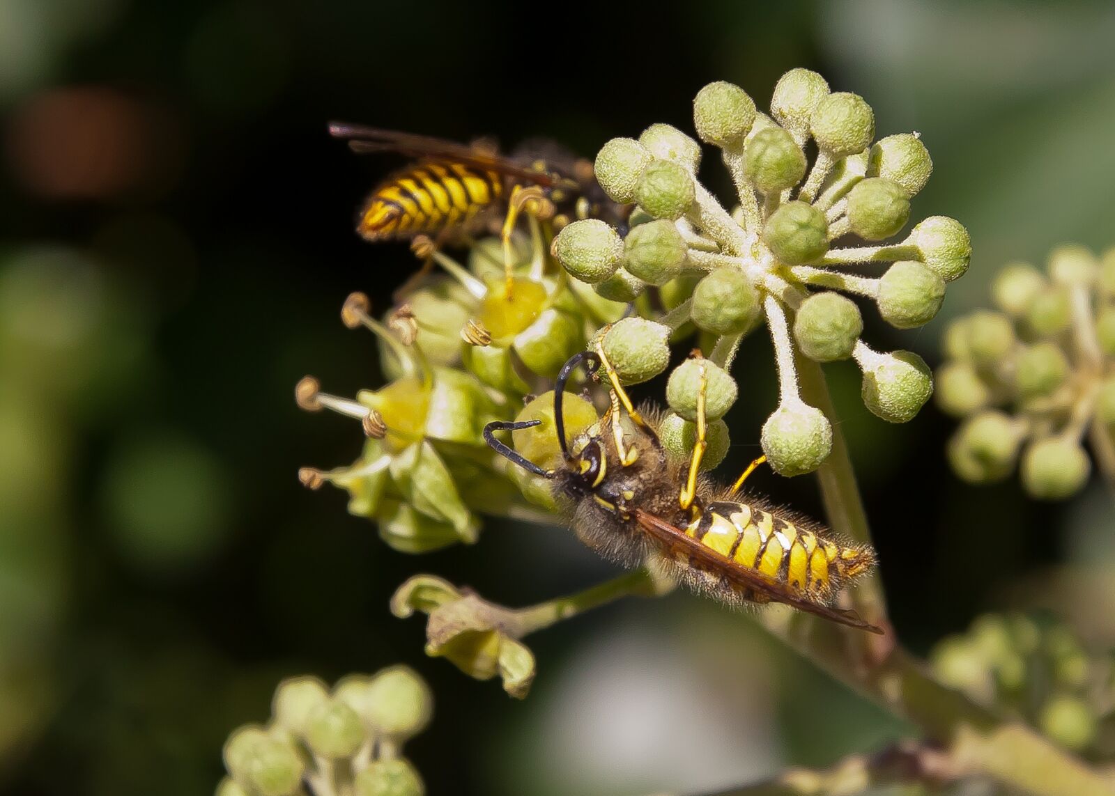 Canon EOS 50D sample photo. Wasp, blossom, bloom photography
