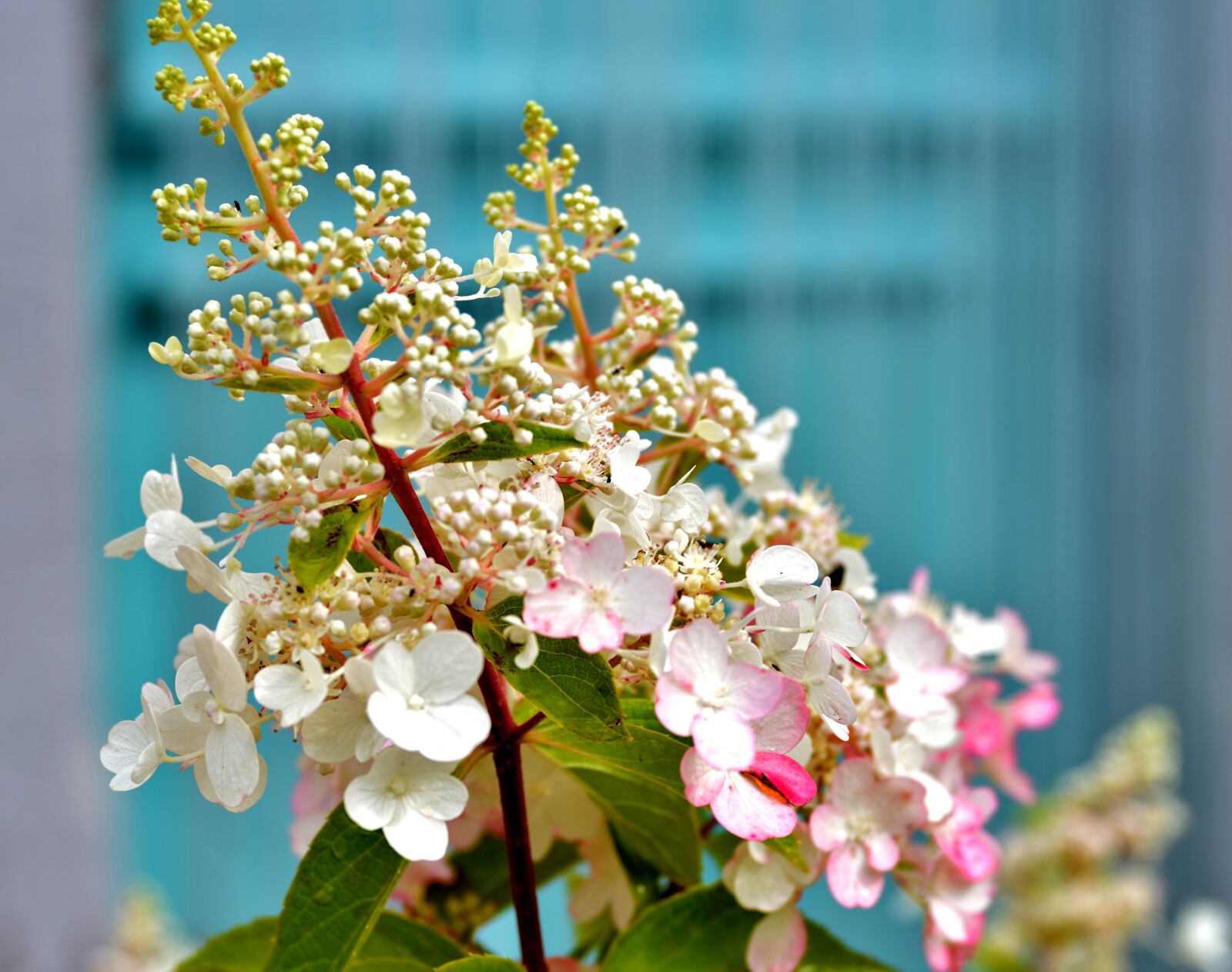 Nikon D600 sample photo. Pluimhortensia, bloom, petals photography