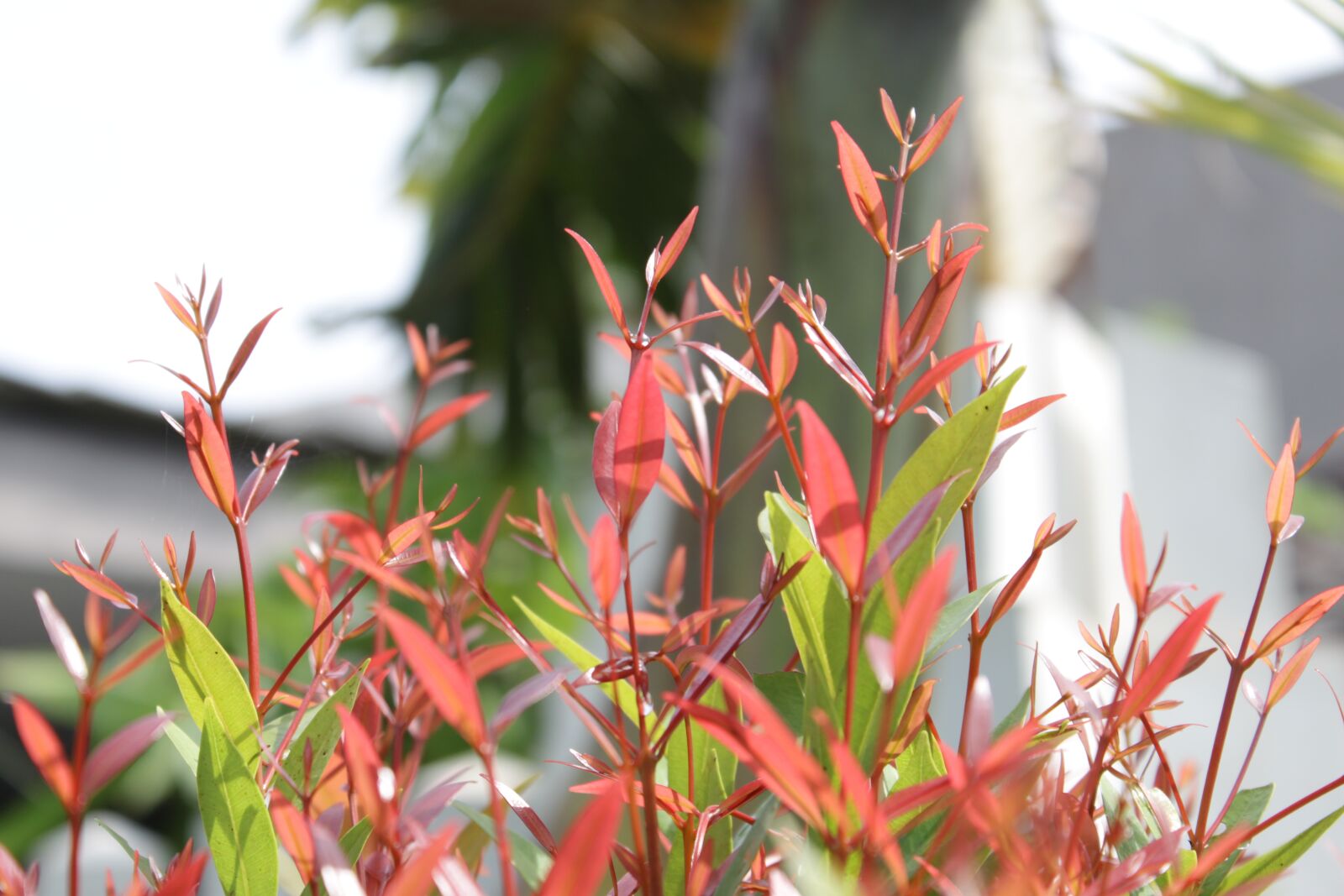 Canon EOS 500D (EOS Rebel T1i / EOS Kiss X3) sample photo. Red, leaf, nature photography