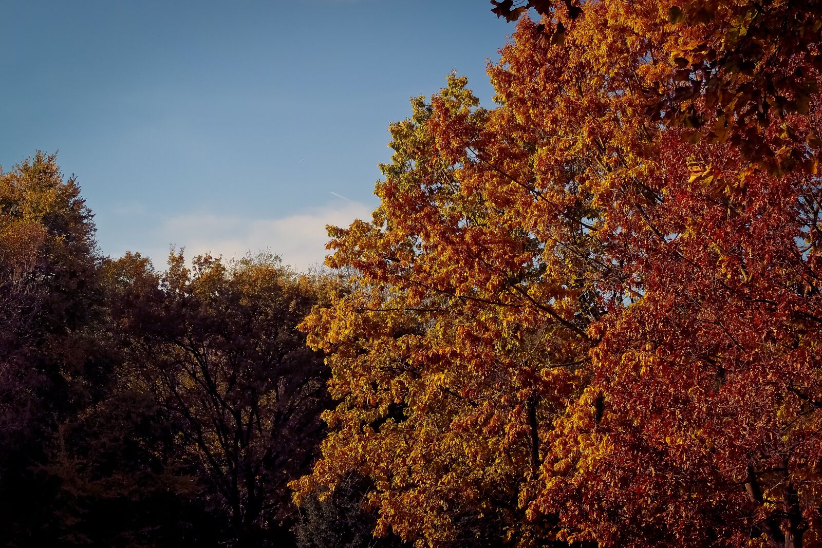 Olympus OM-D E-M10 sample photo. Autumn, nature, trees photography